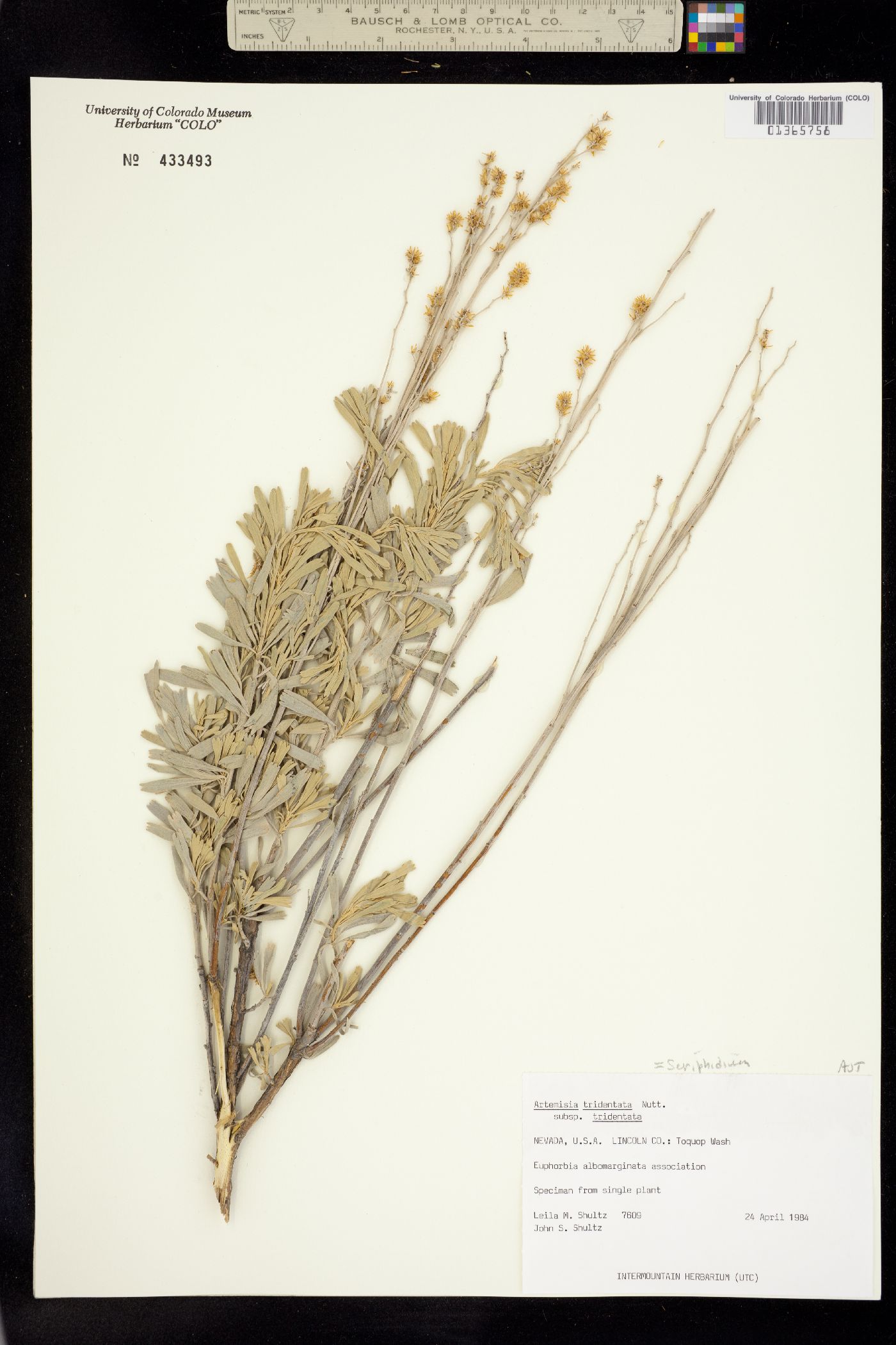 Seriphidium image