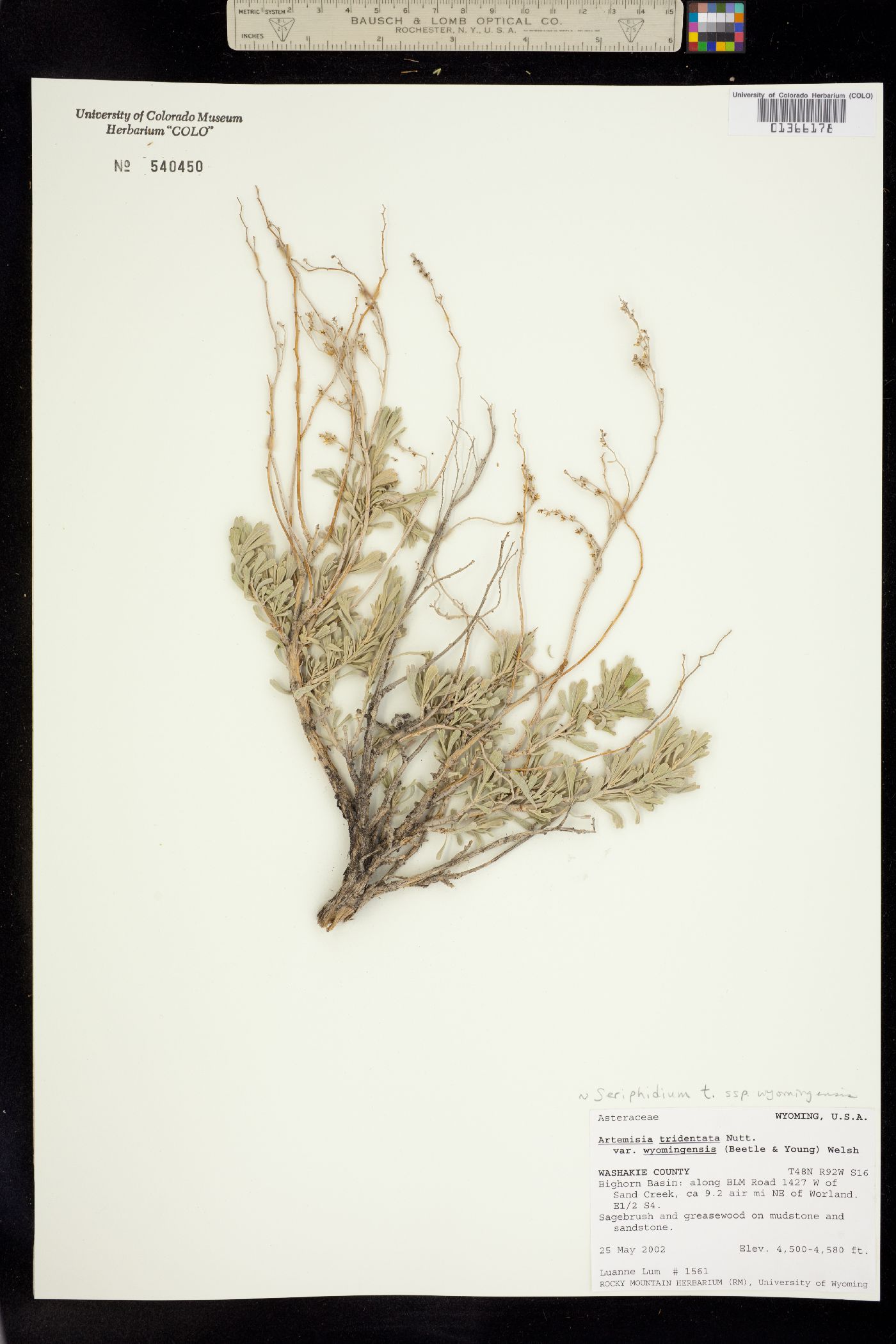 Seriphidium tridentatum ssp. wyomingense image