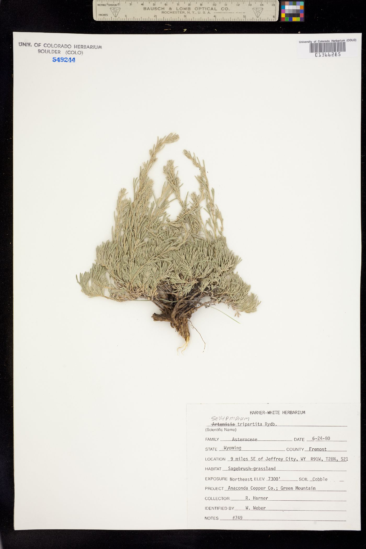 Seriphidium tripartitum image