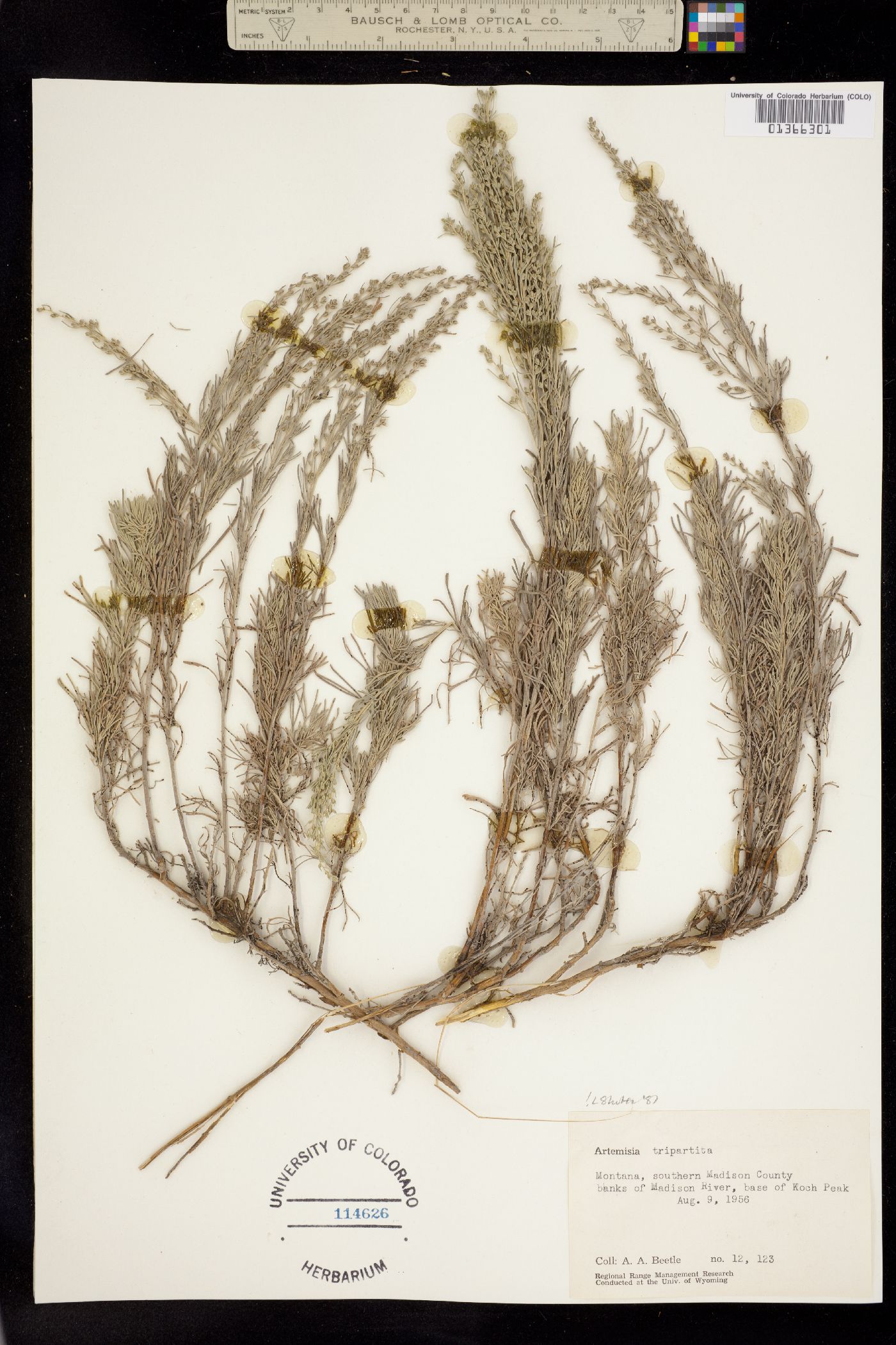 Seriphidium tripartitum image