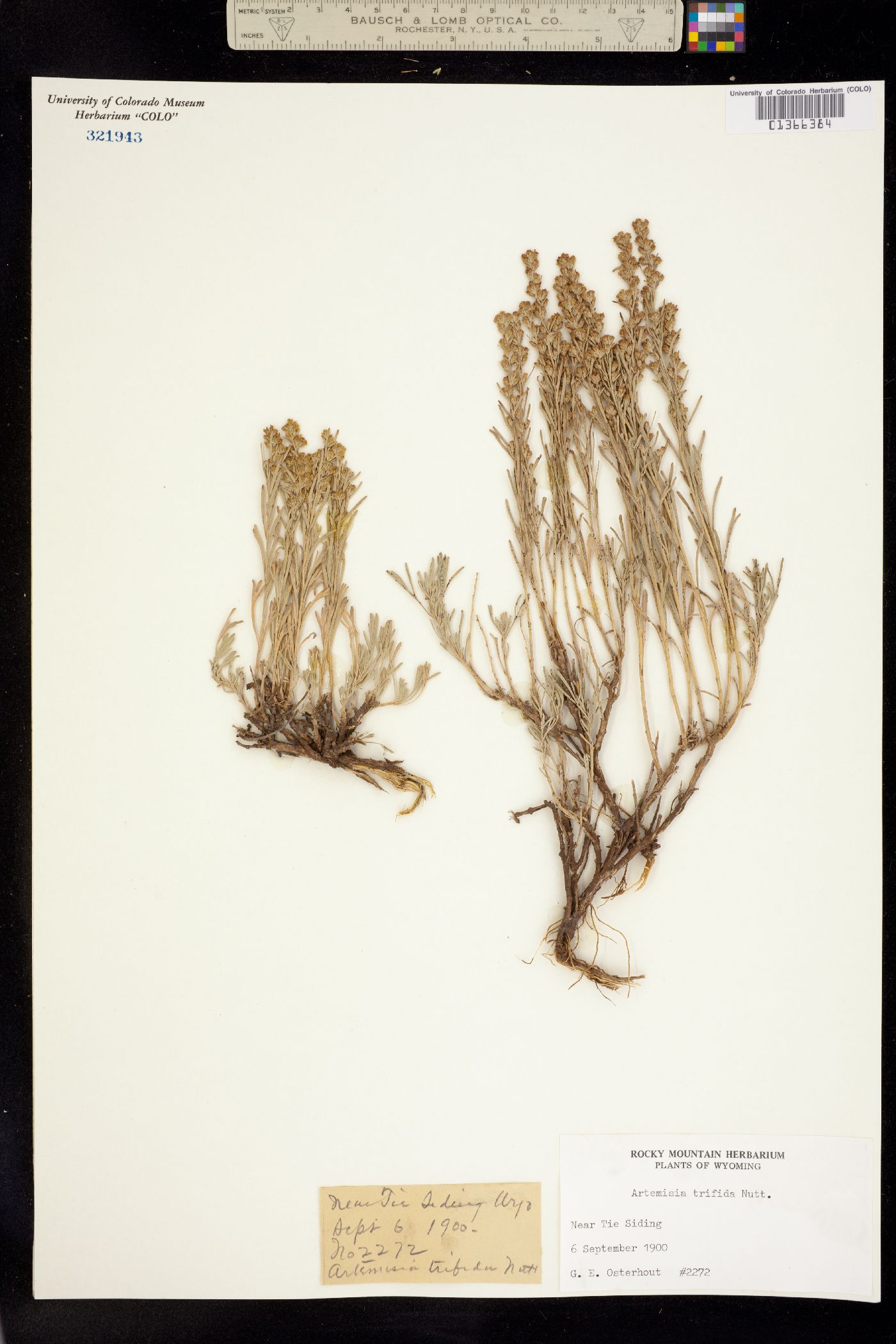 Seriphidium tripartitum image