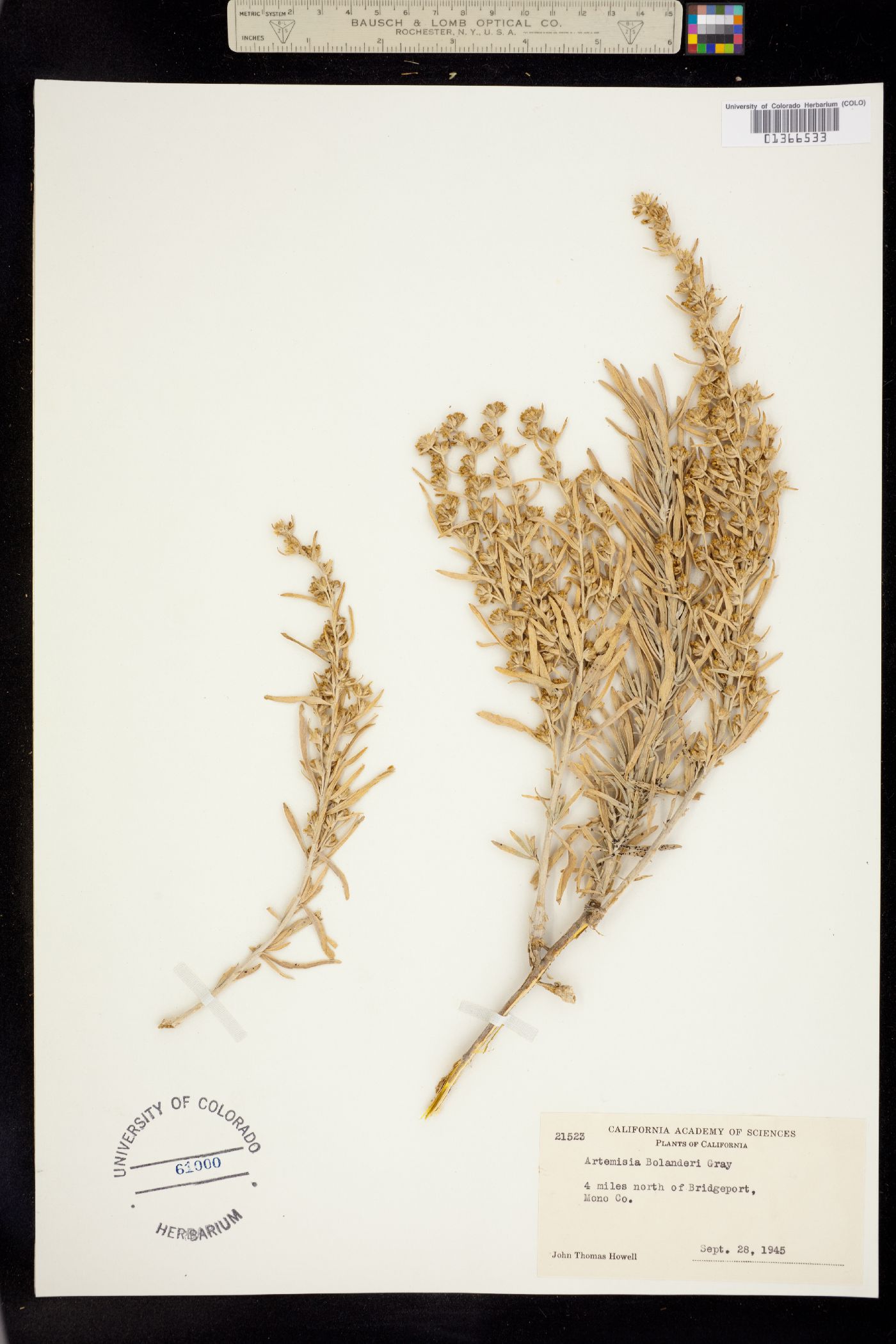 Artemisia cana subsp. bolanderi image