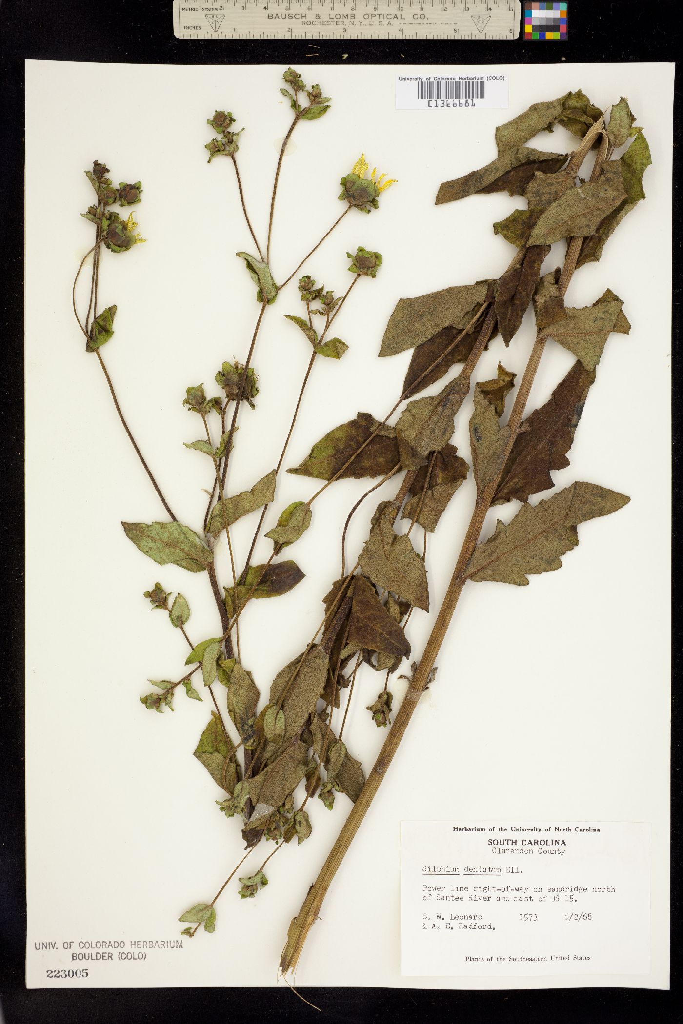 Silphium dentatum image