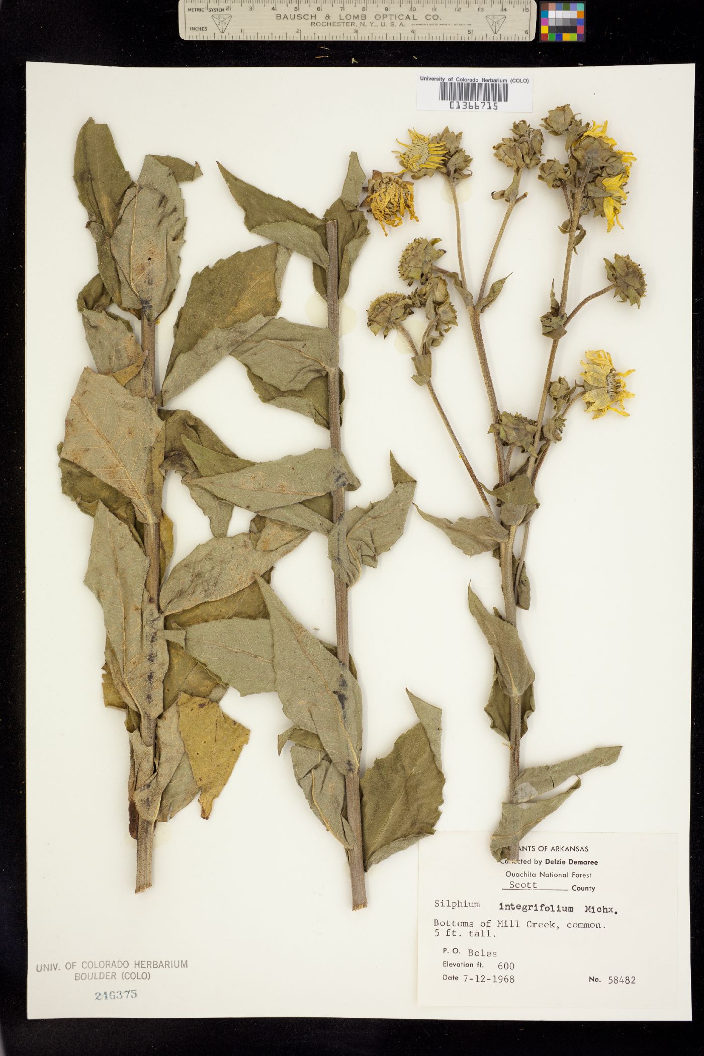 Silphium integrifolium image