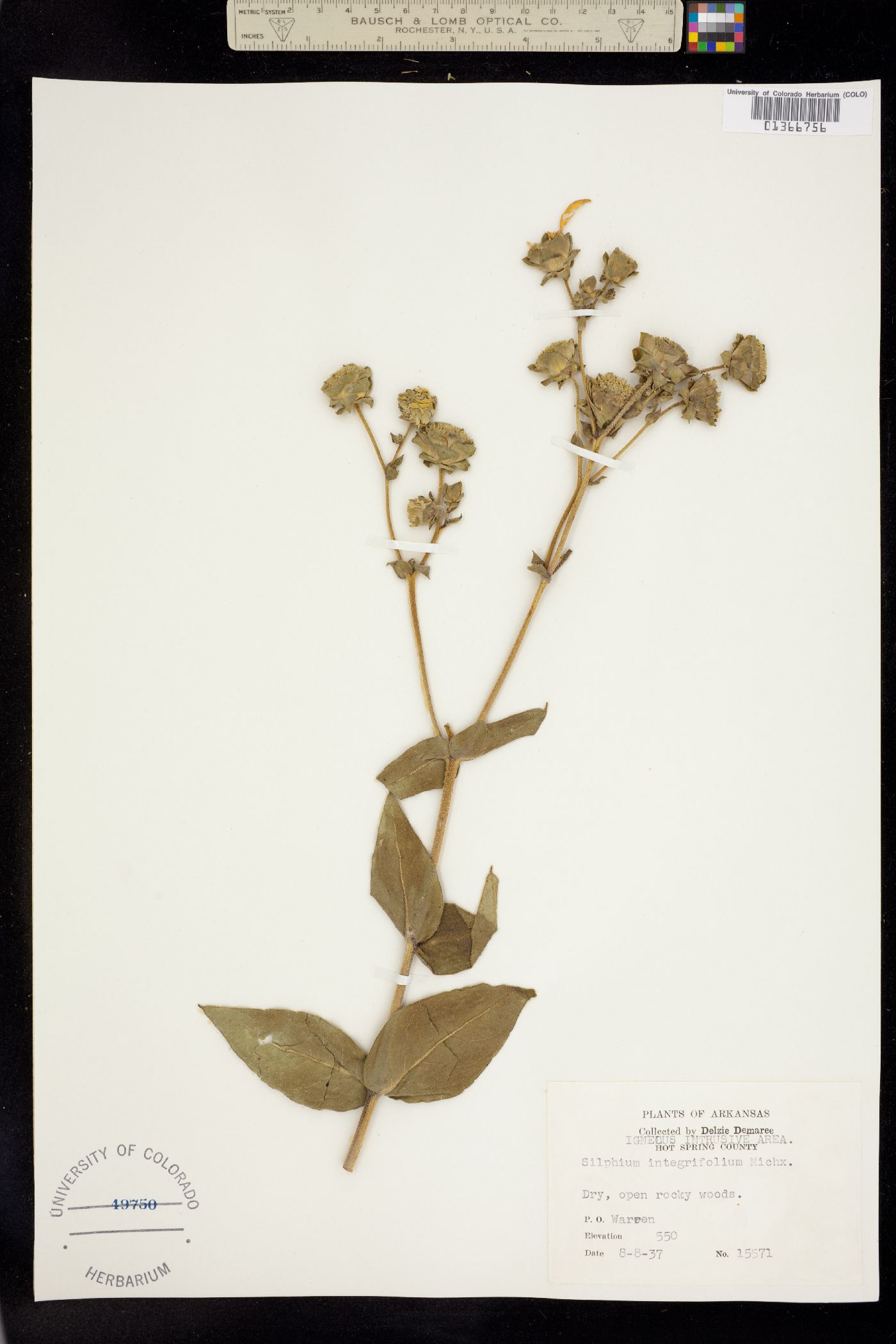 Silphium integrifolium image