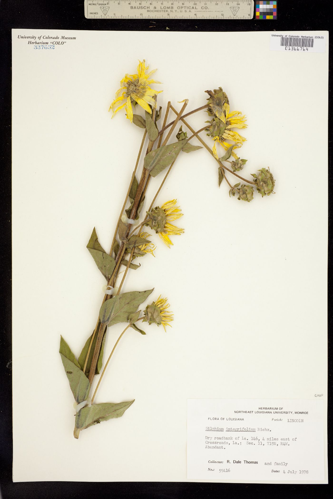 Silphium integrifolium image