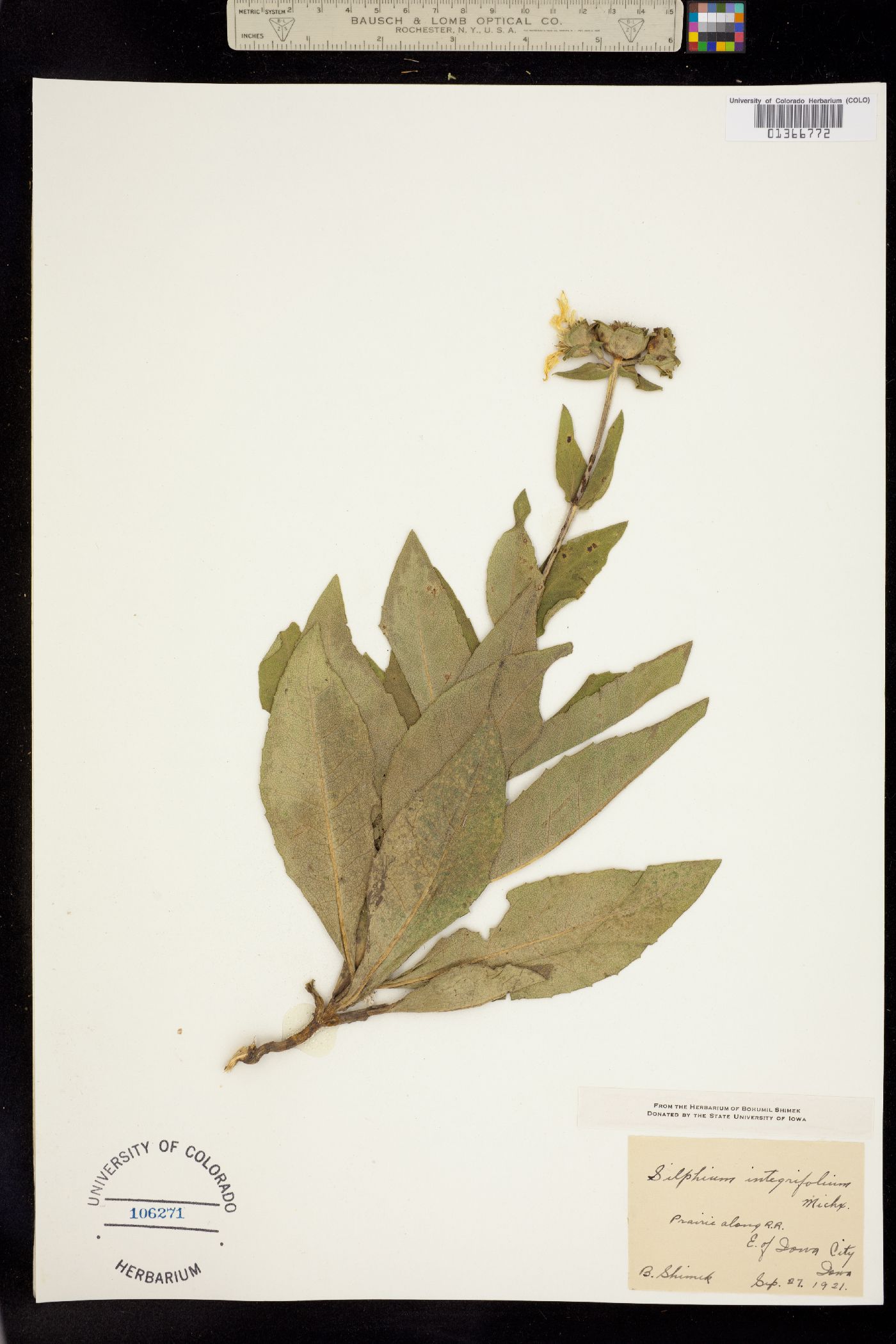Silphium integrifolium image