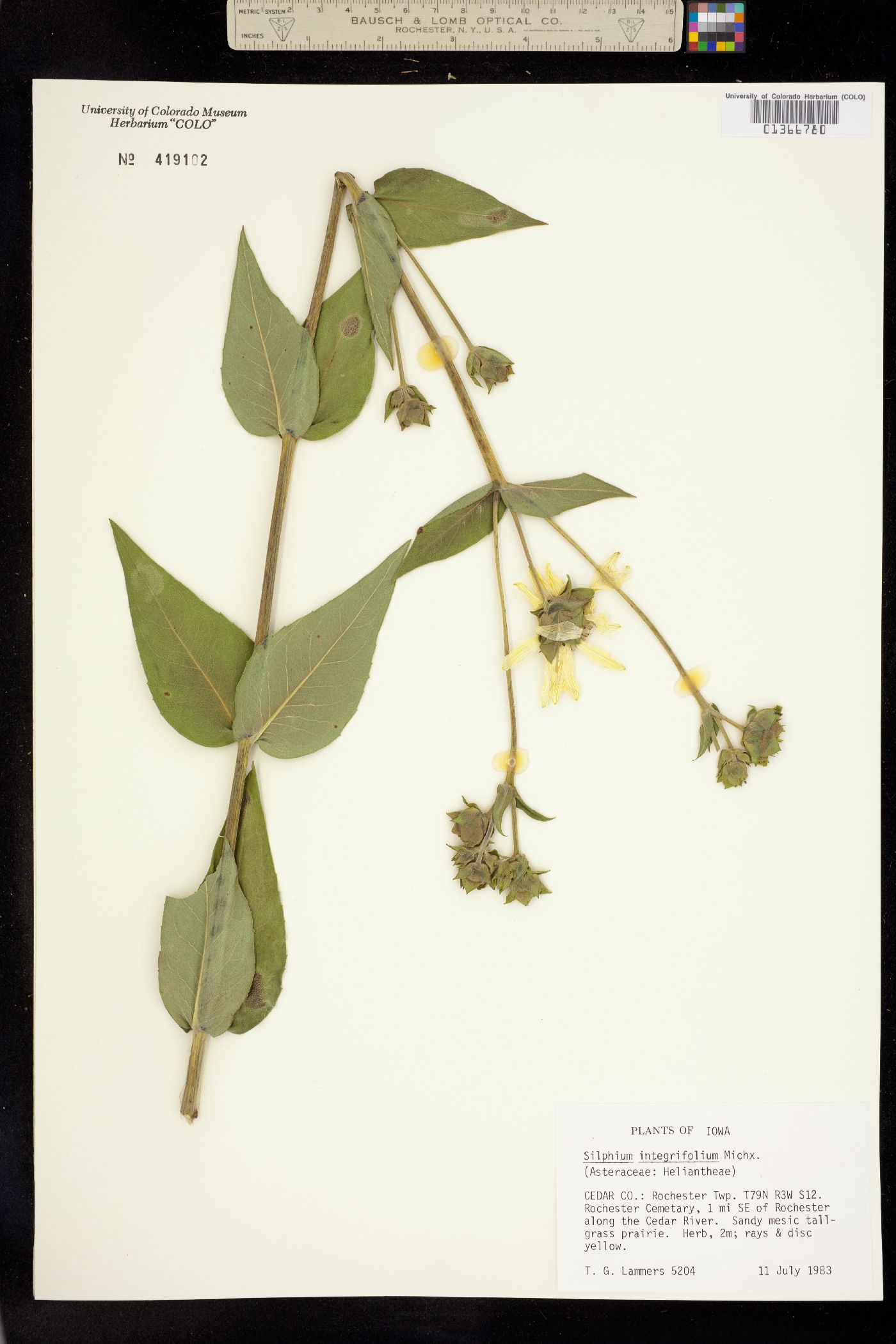 Silphium integrifolium image