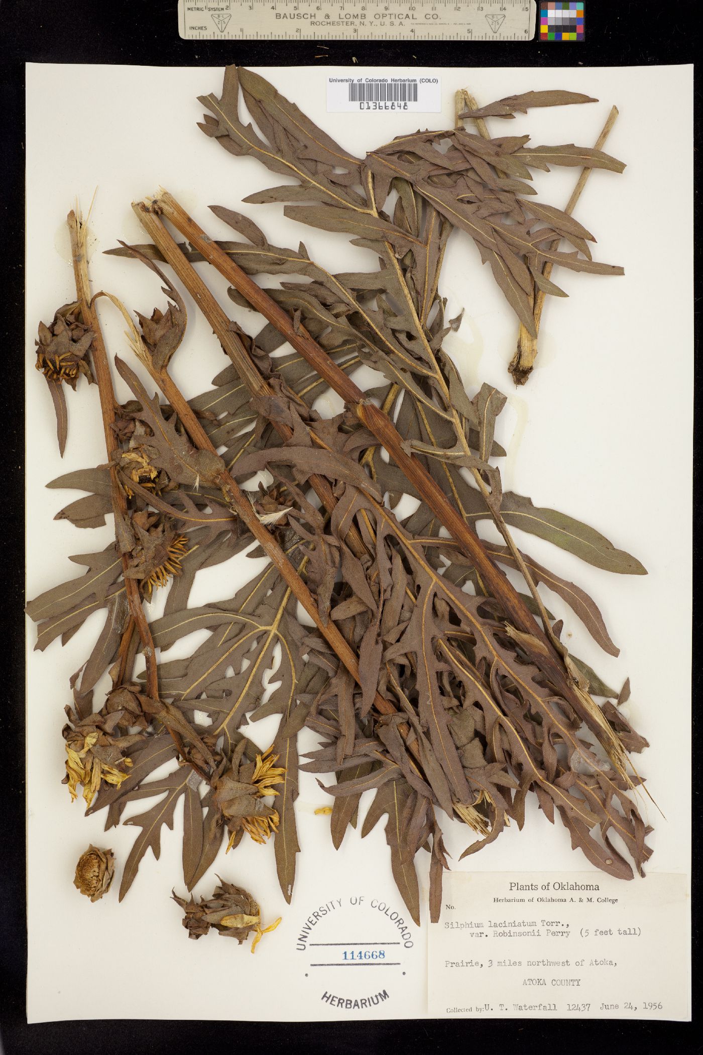 Silphium laciniatum image