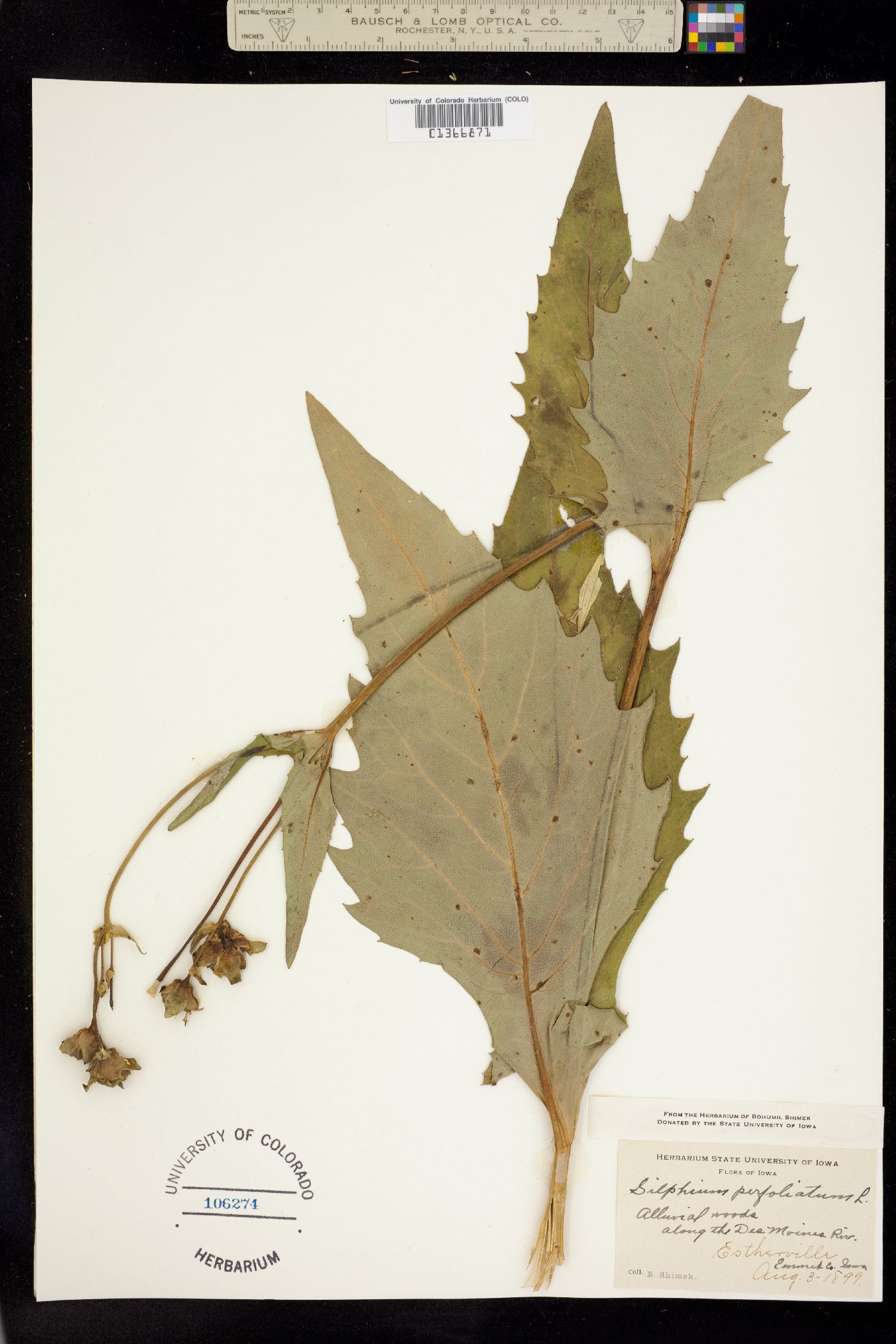 Silphium perfoliatum image