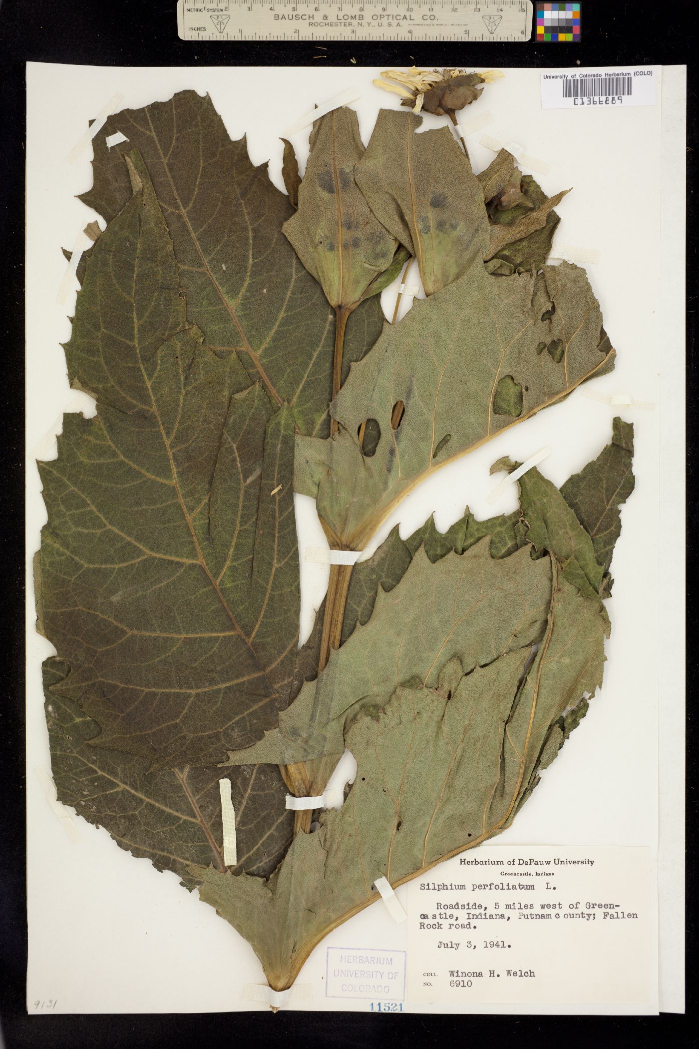 Silphium perfoliatum image