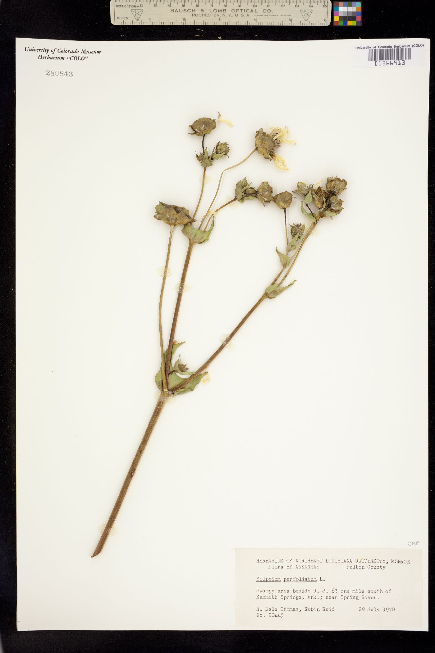 Silphium perfoliatum image