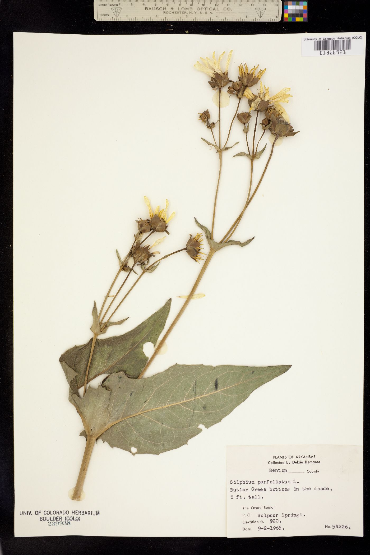 Silphium image