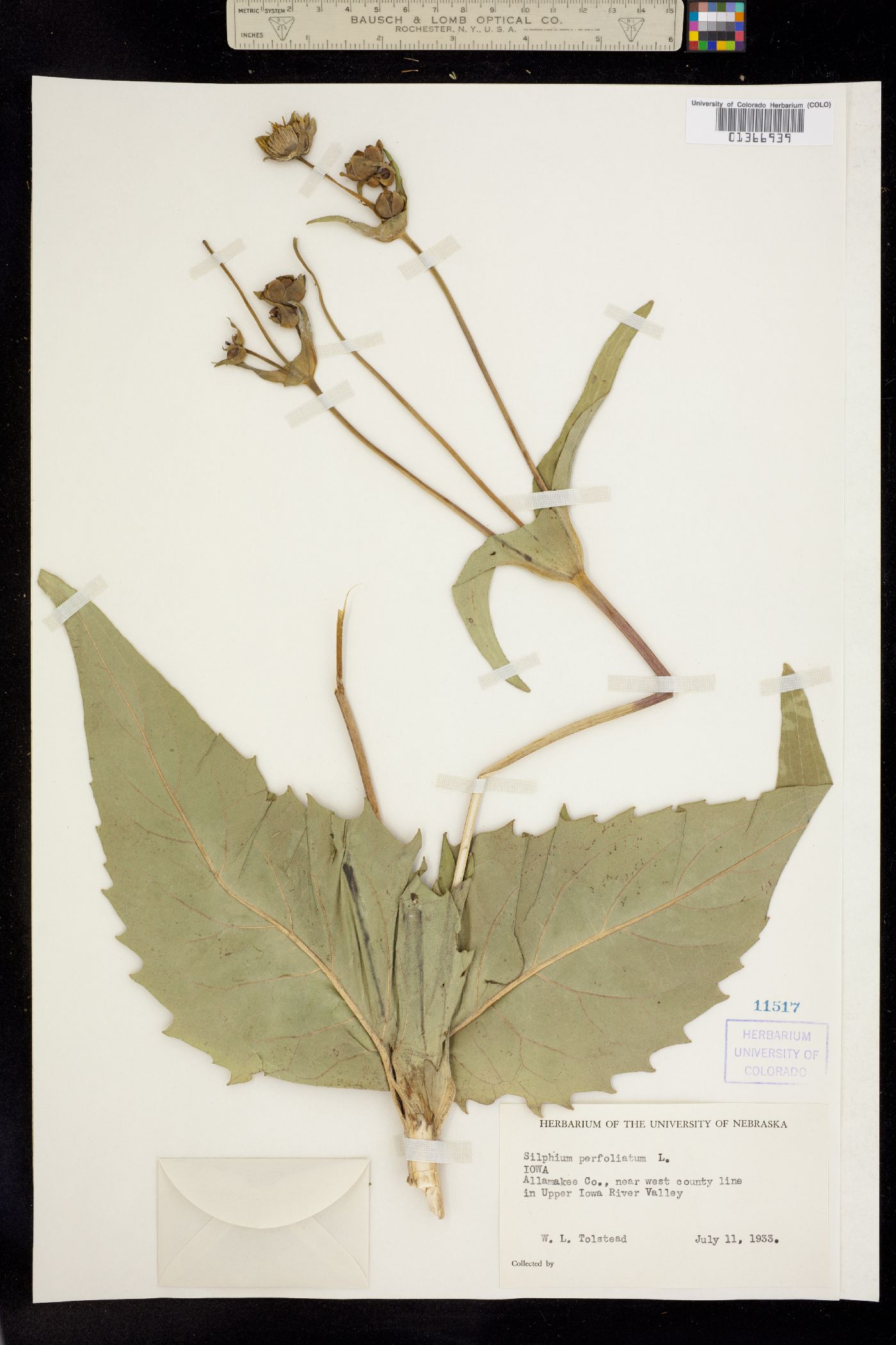 Silphium perfoliatum image