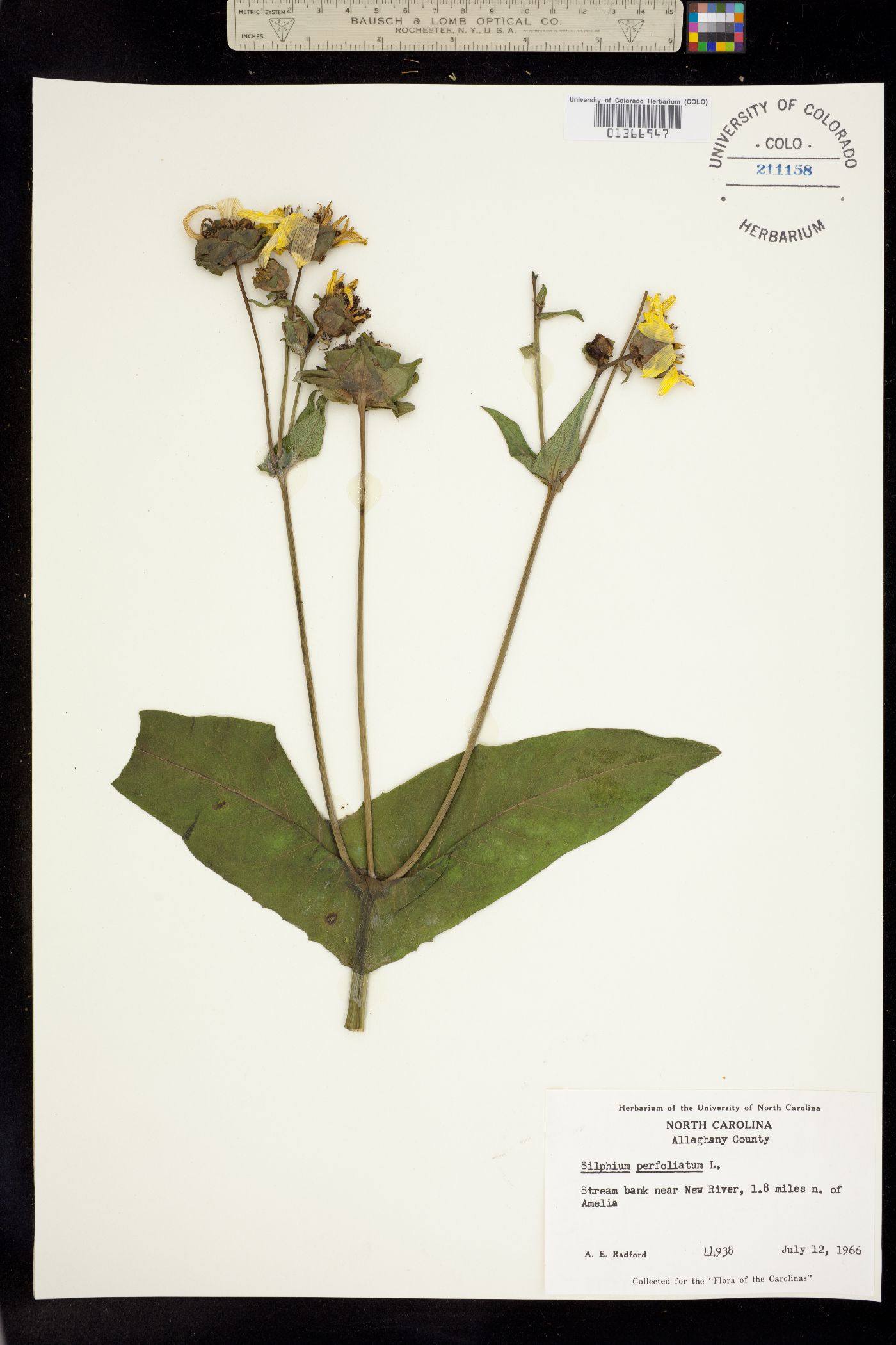 Silphium perfoliatum image