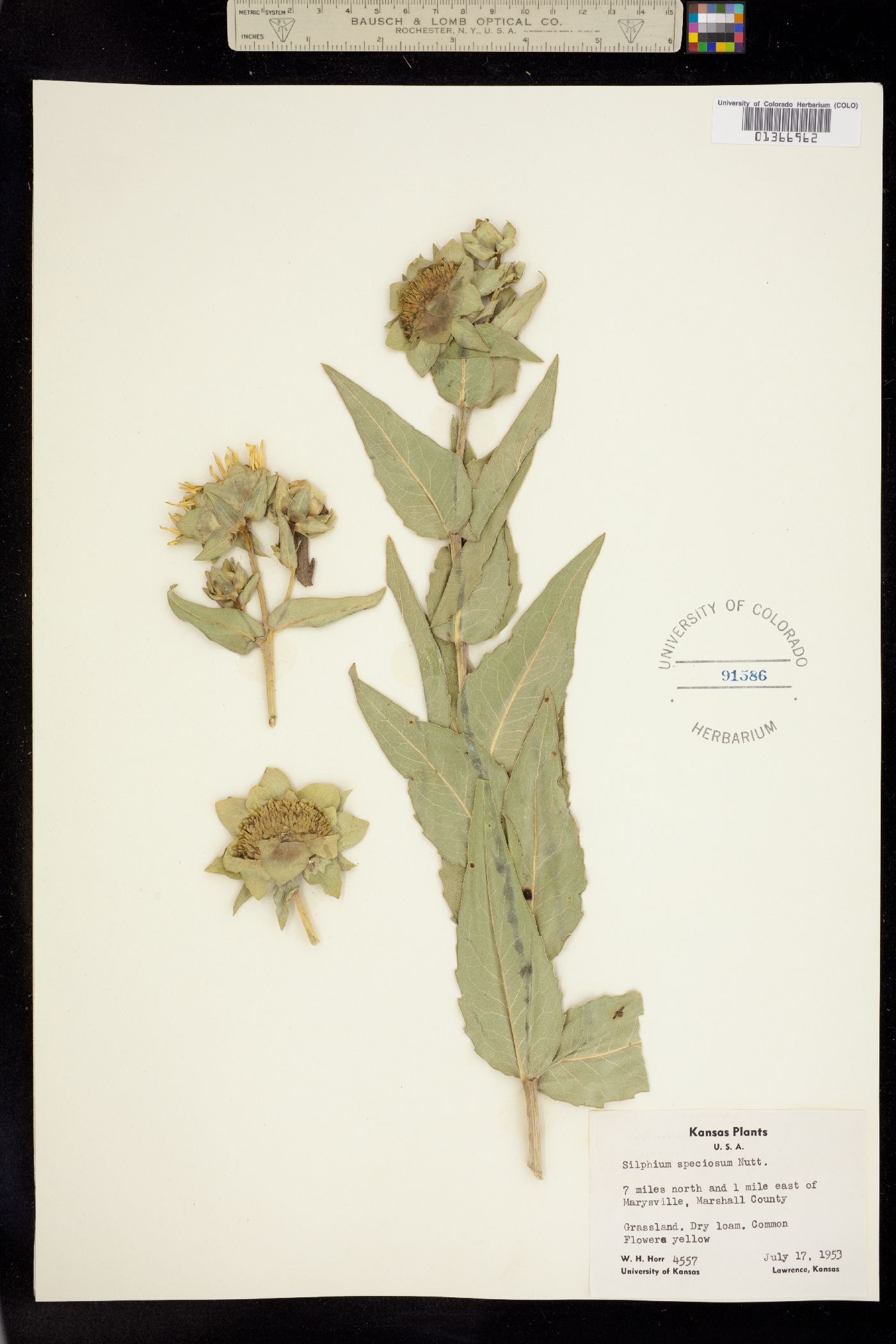 Silphium integrifolium var. laeve image