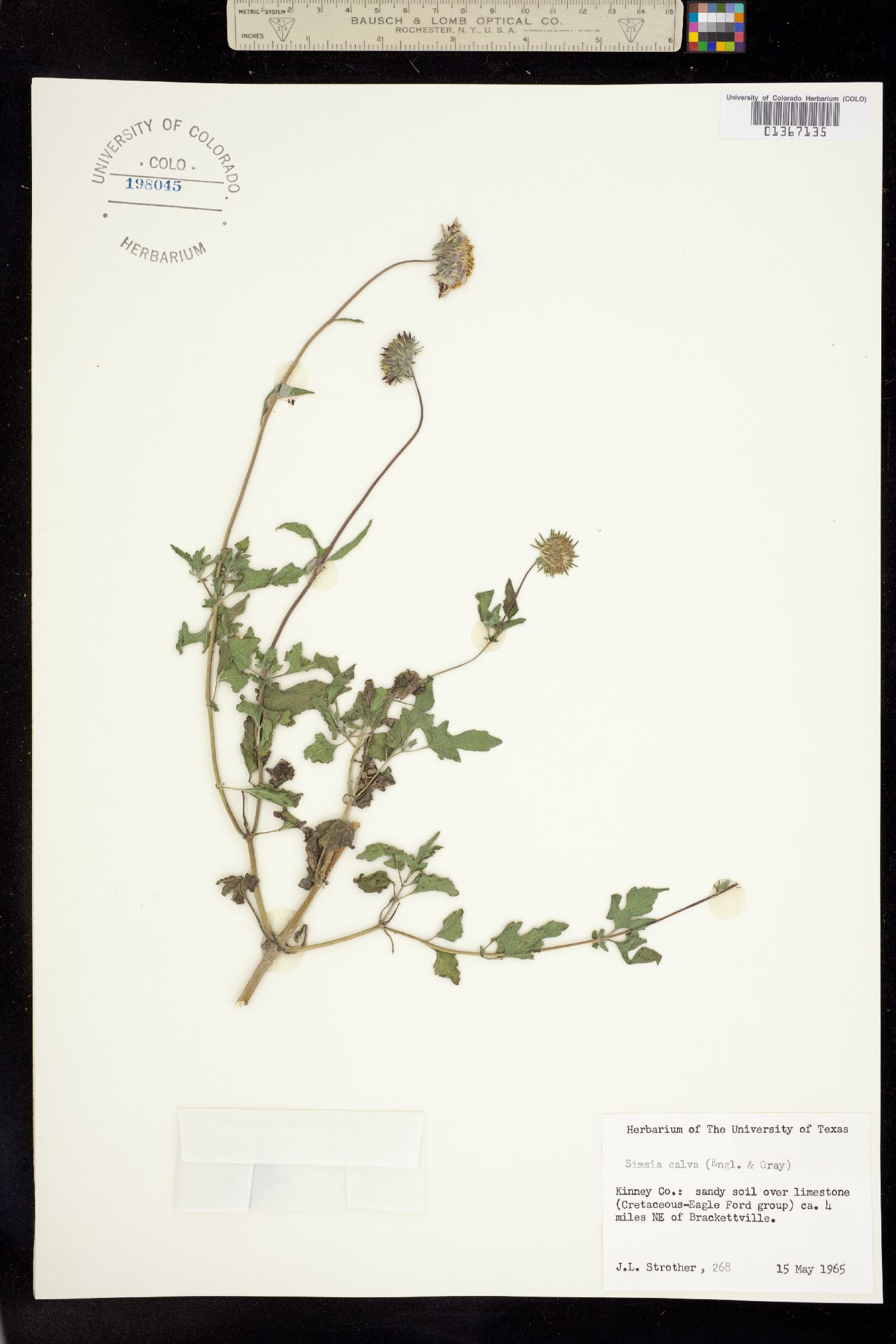 Simsia calva image