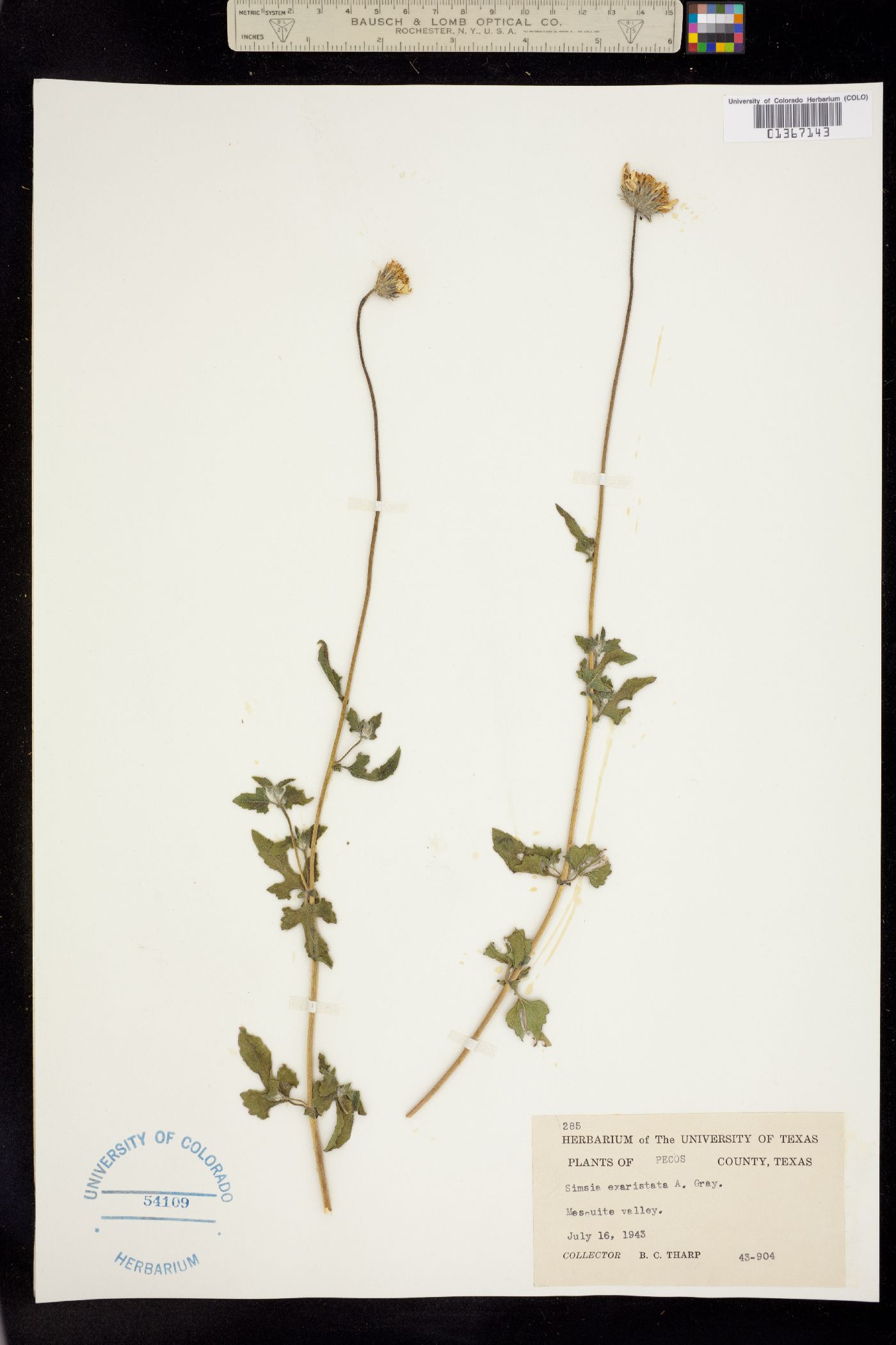 Simsia calva image