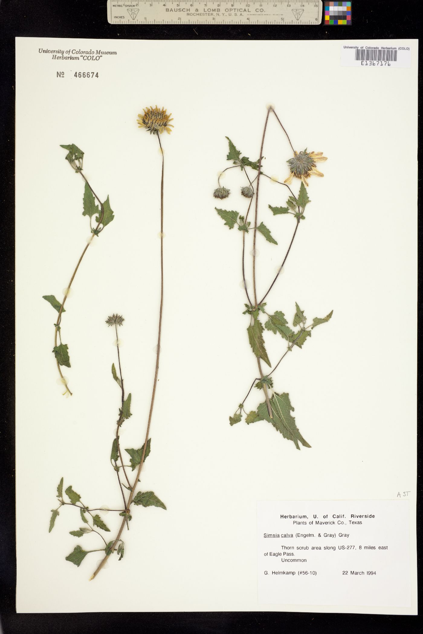 Simsia calva image