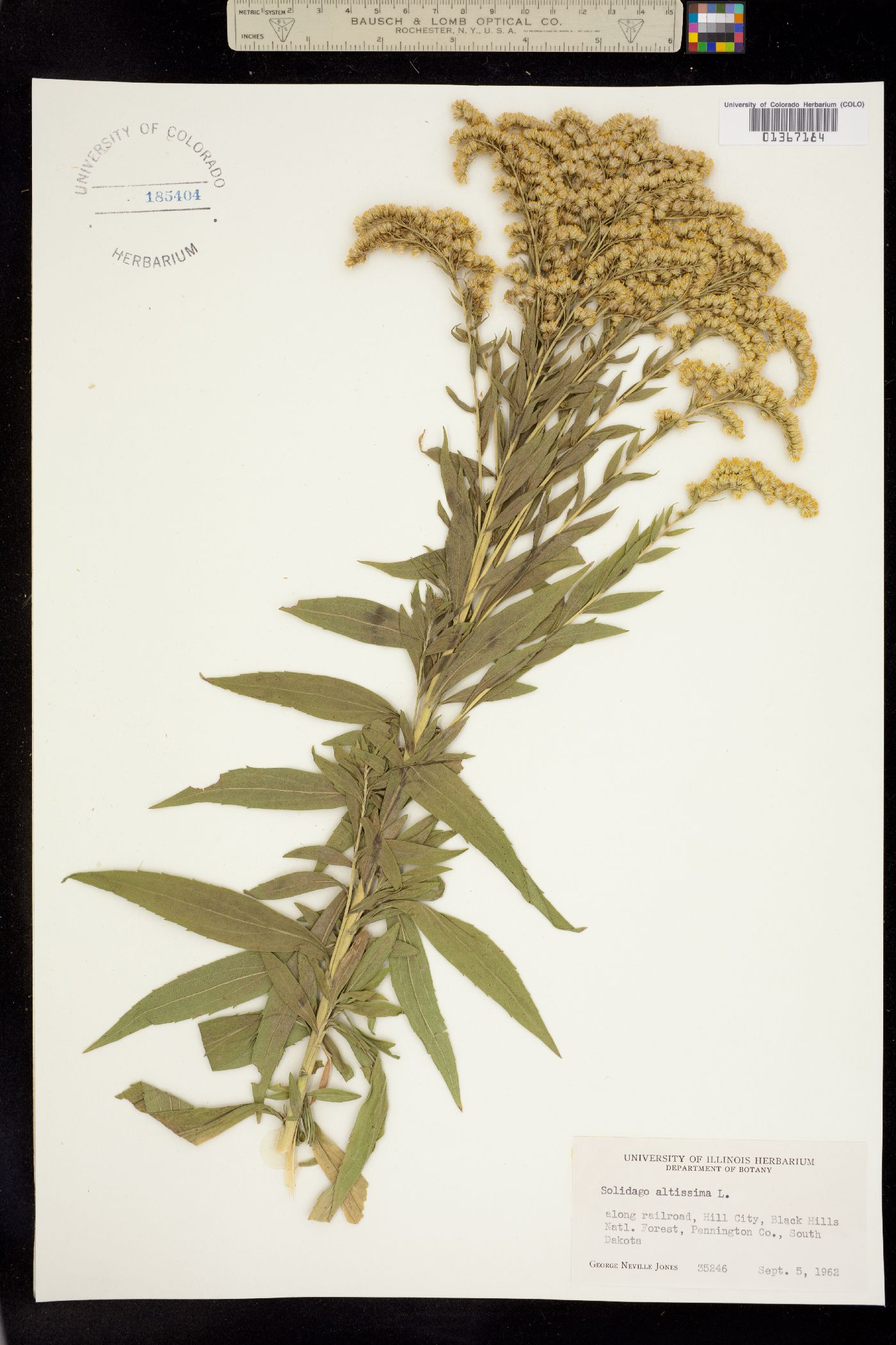 Solidago altissima image
