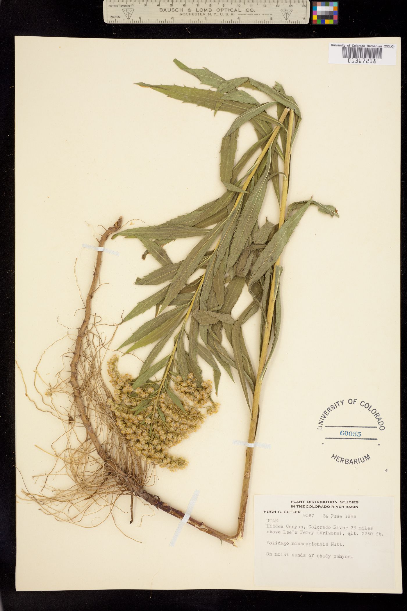 Solidago altissima image