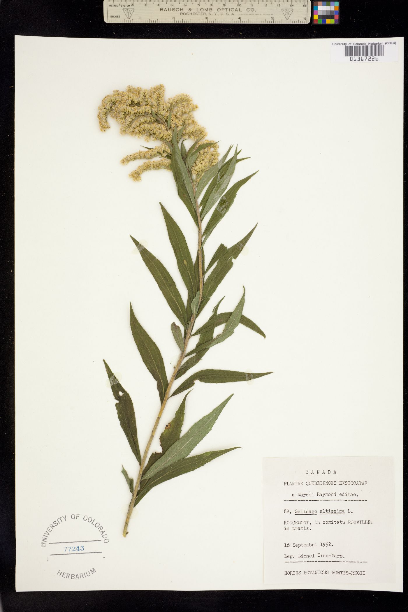 Solidago altissima image