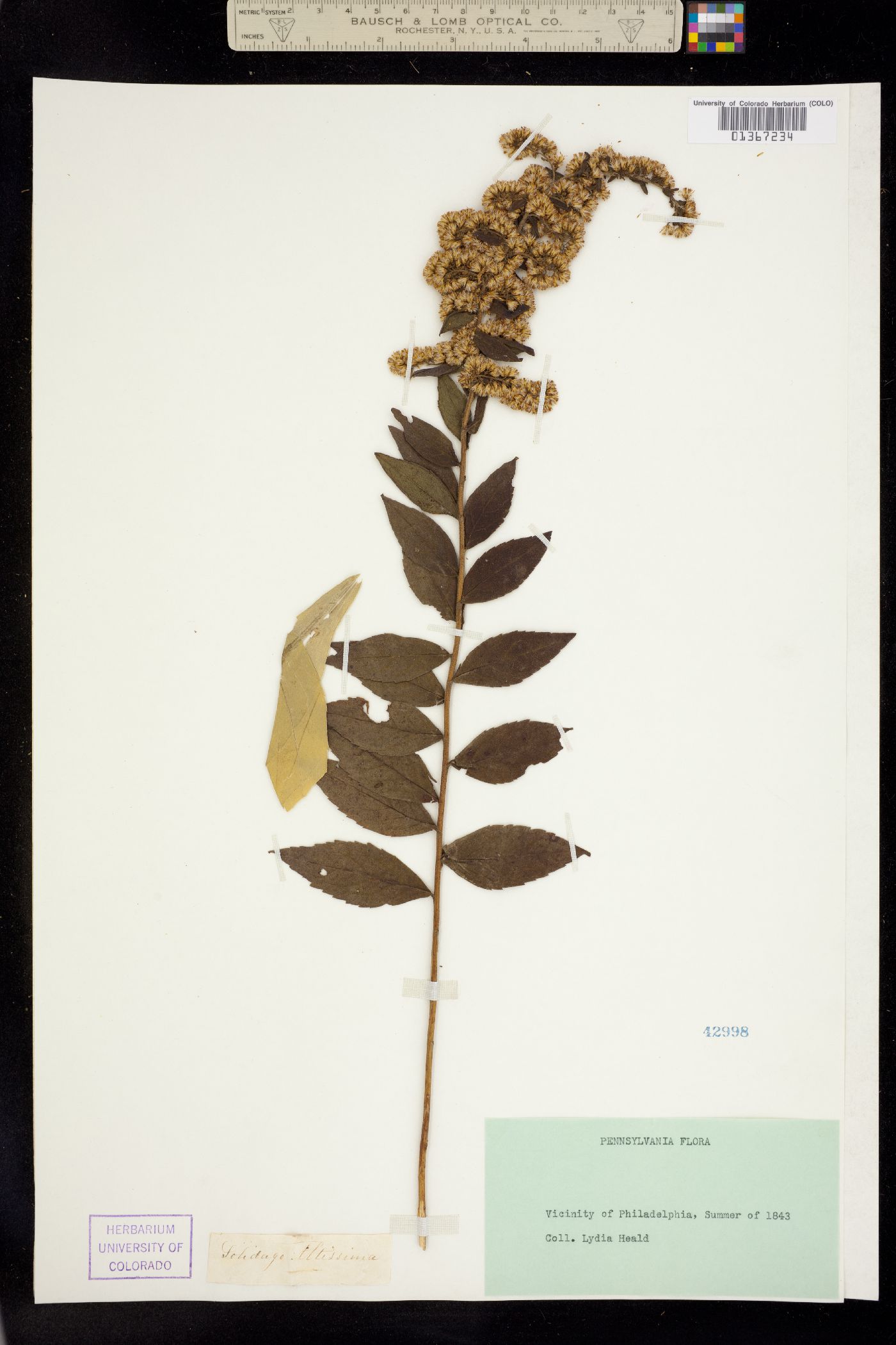 Solidago altissima image