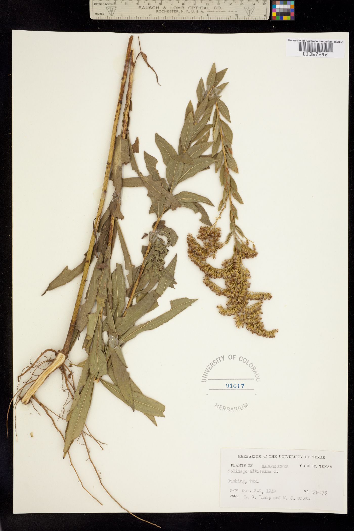 Solidago altissima image