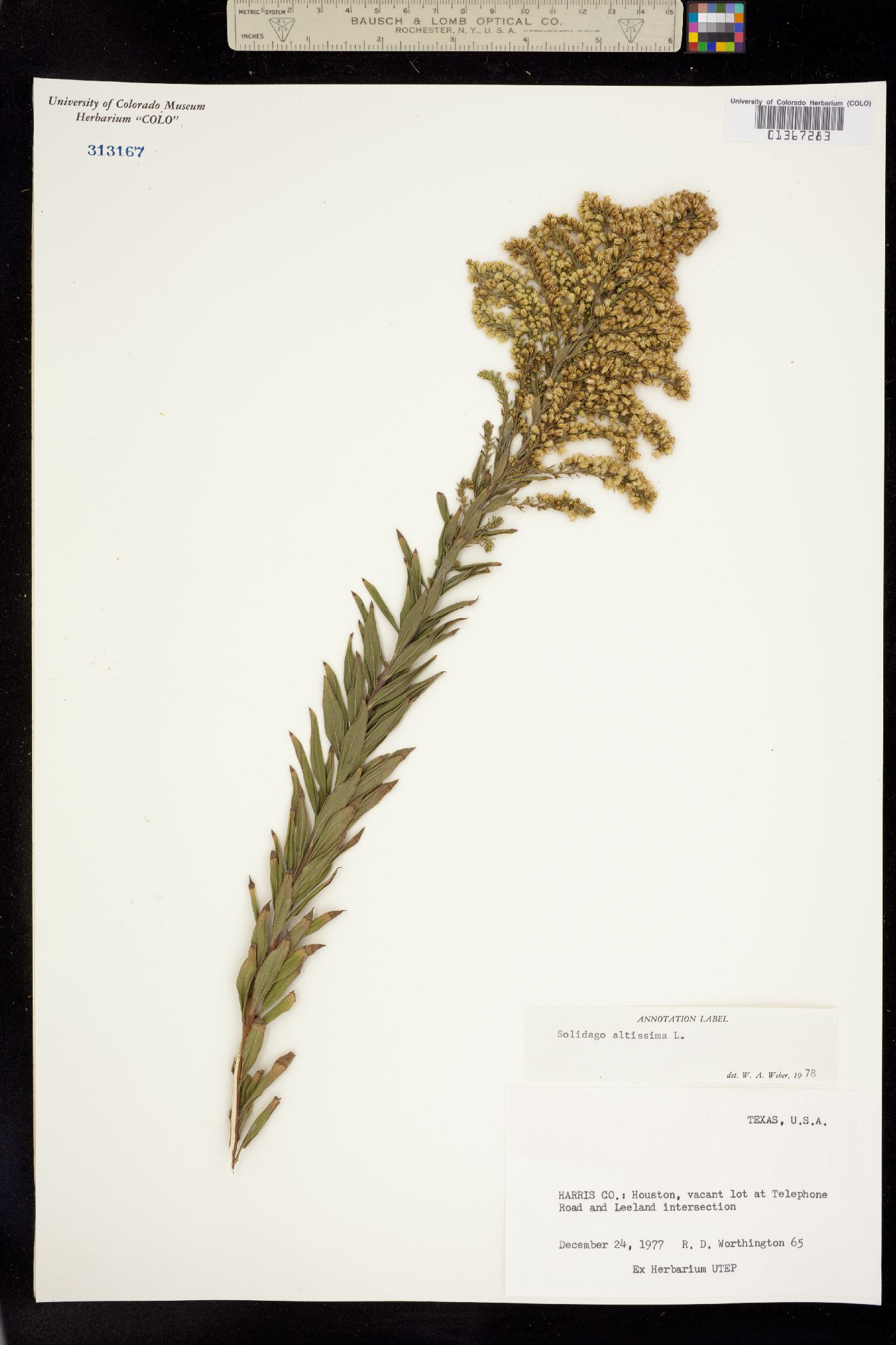 Solidago altissima image