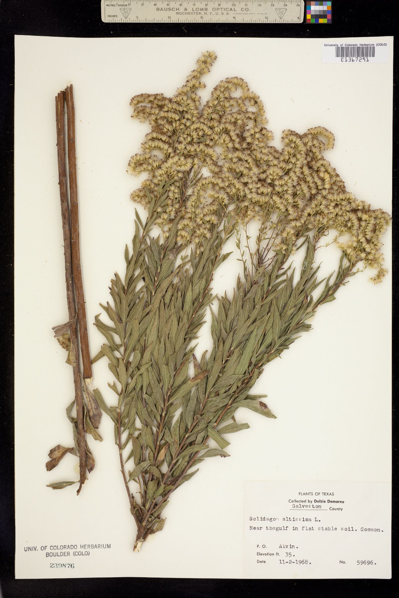 Solidago altissima image