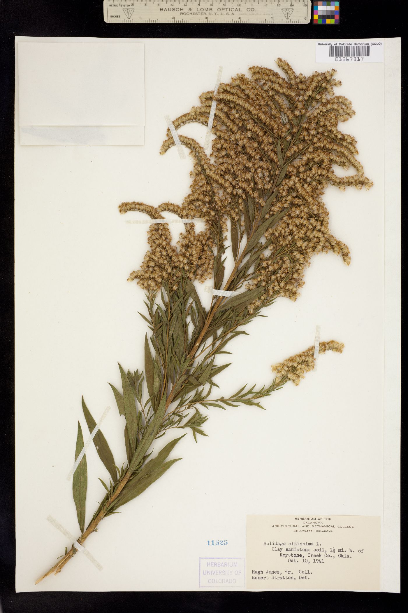 Solidago altissima image
