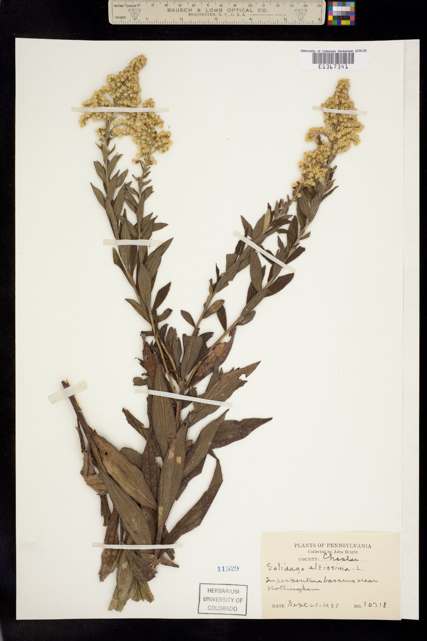 Solidago altissima image
