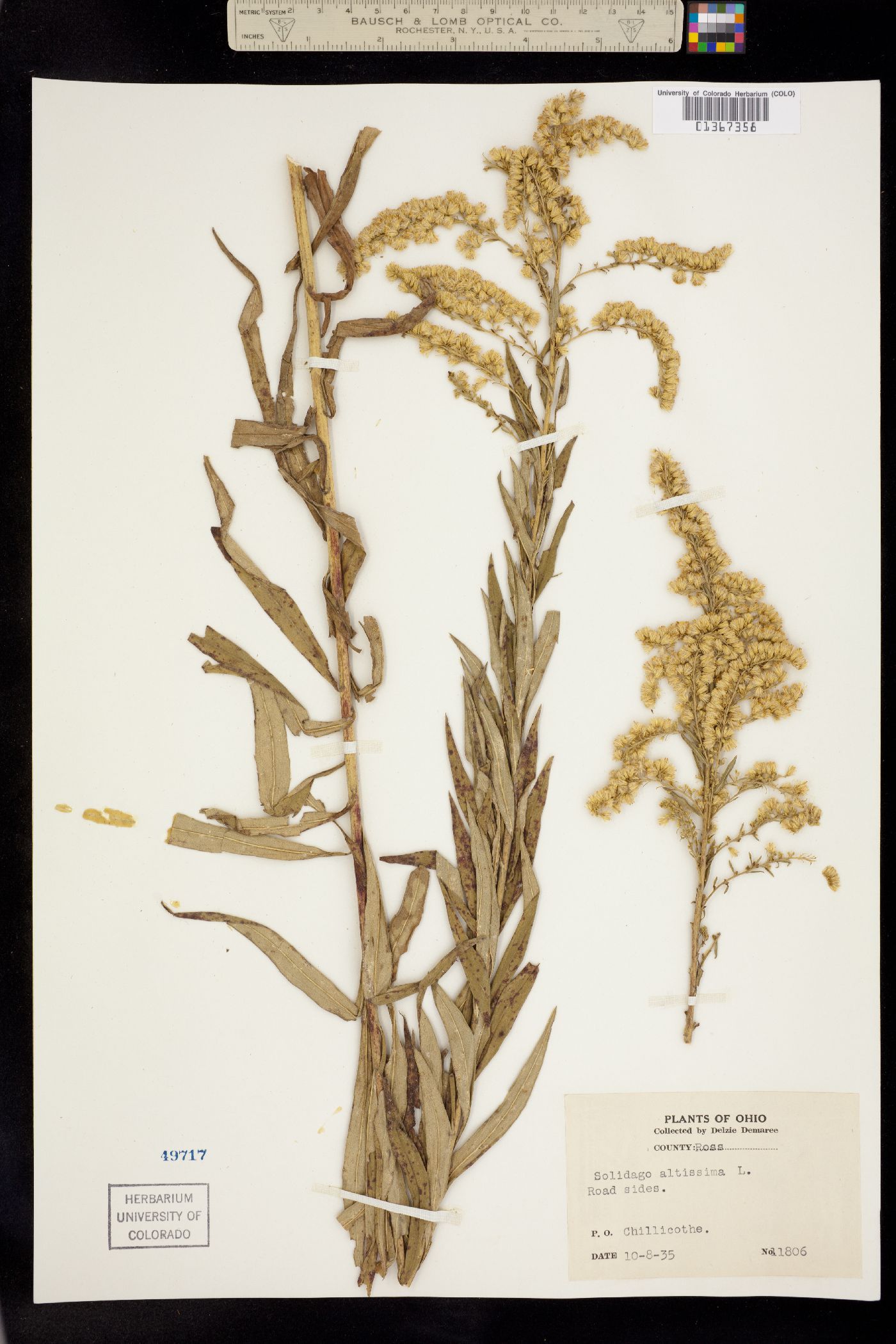 Solidago image