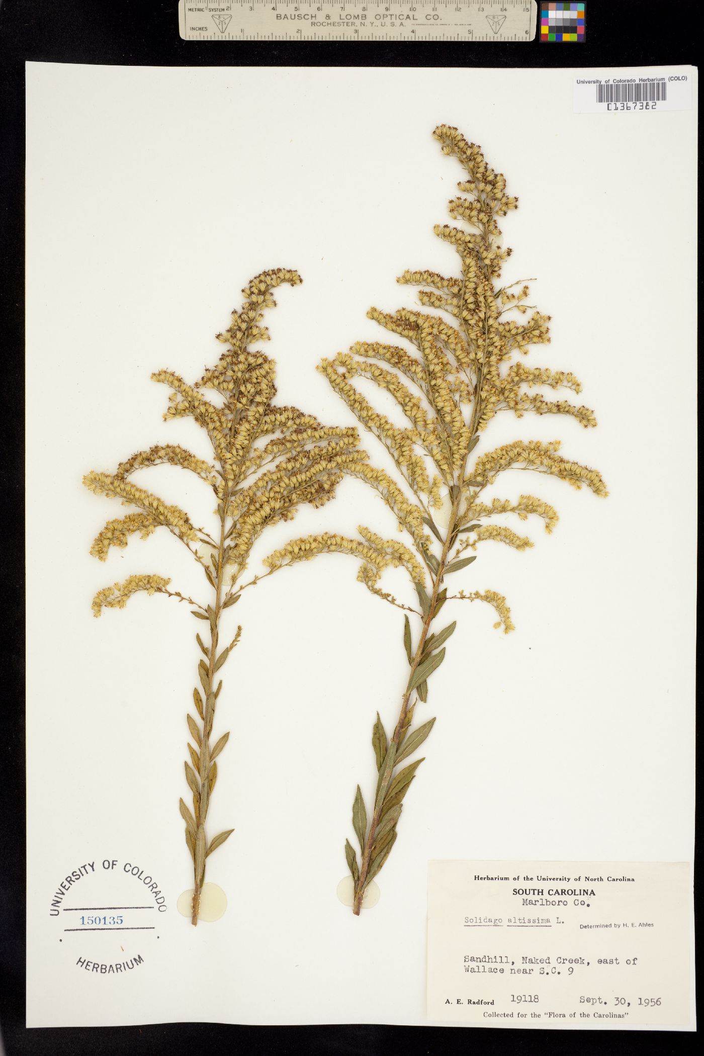 Solidago altissima image