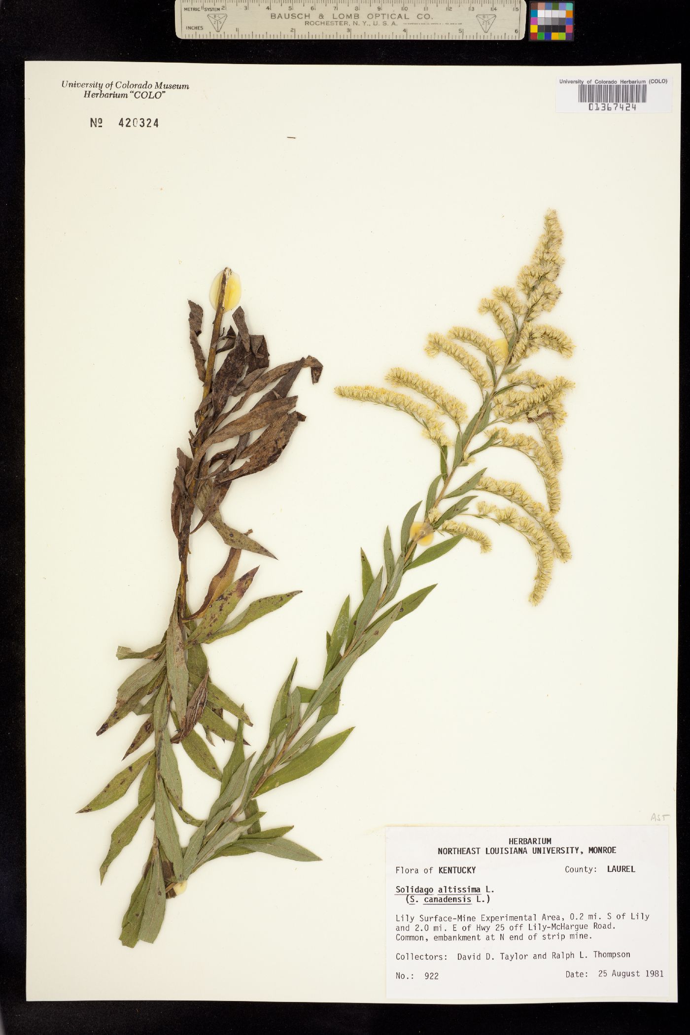 Solidago altissima image