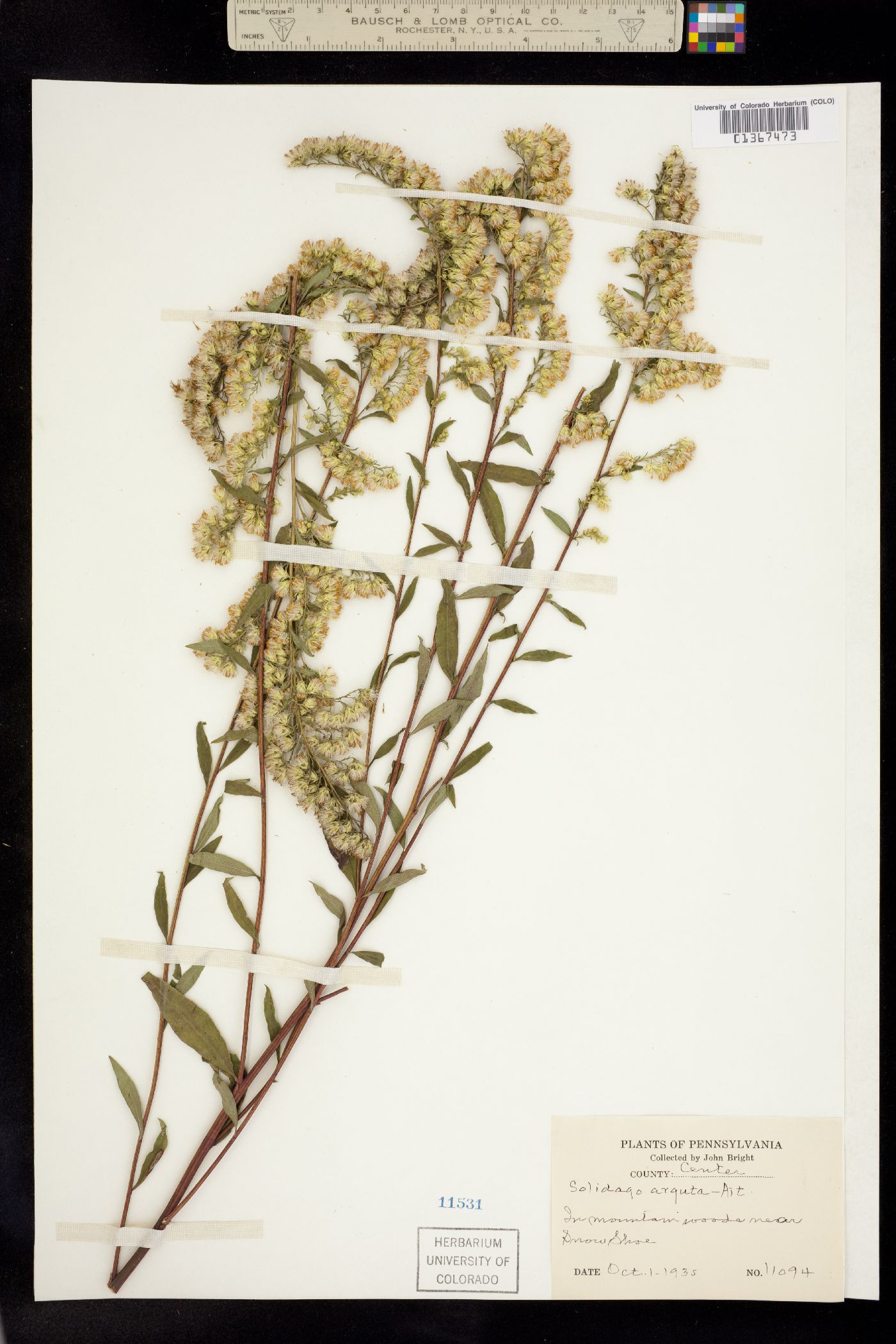 Solidago arguta image