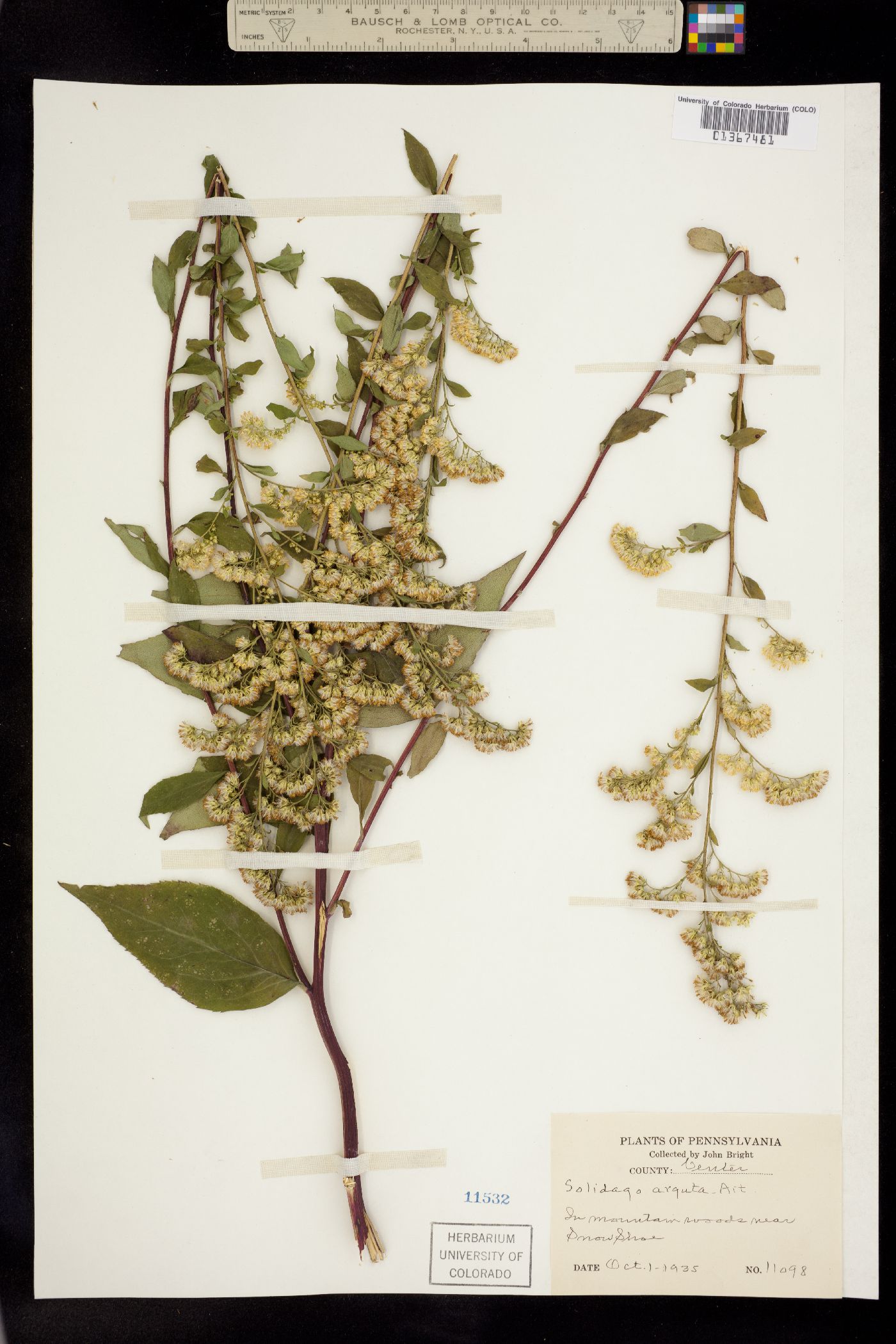 Solidago arguta image