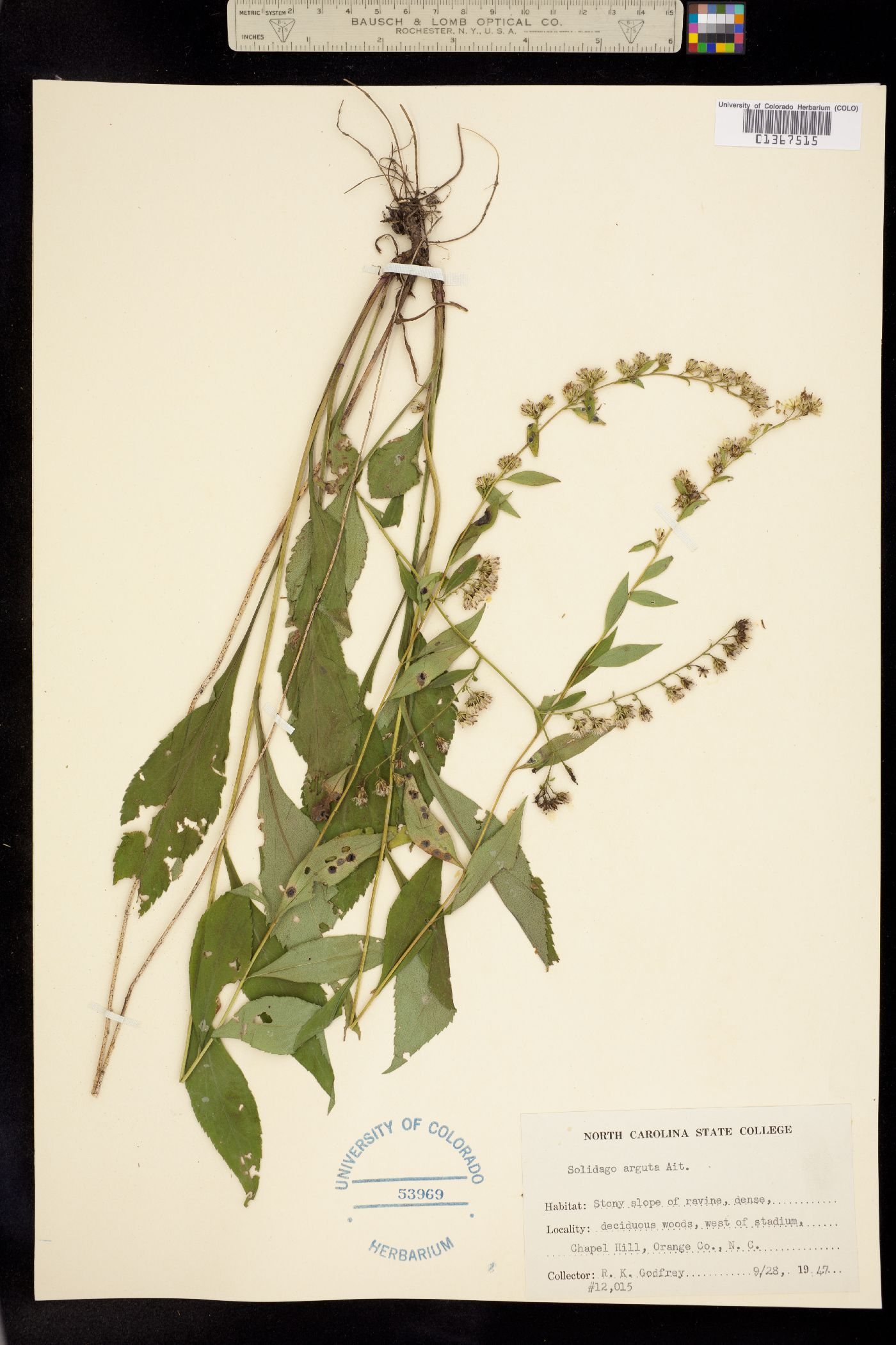 Solidago arguta image