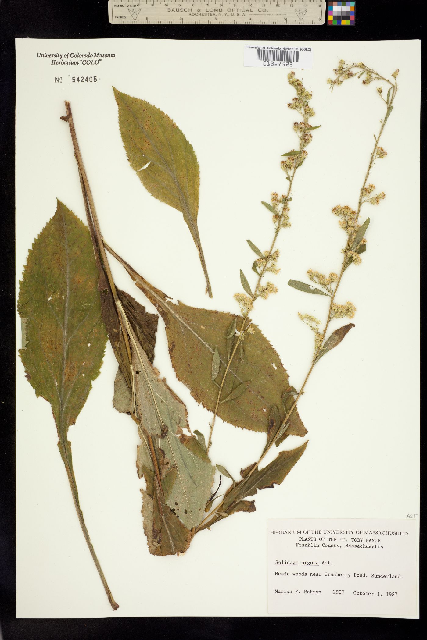 Solidago arguta image