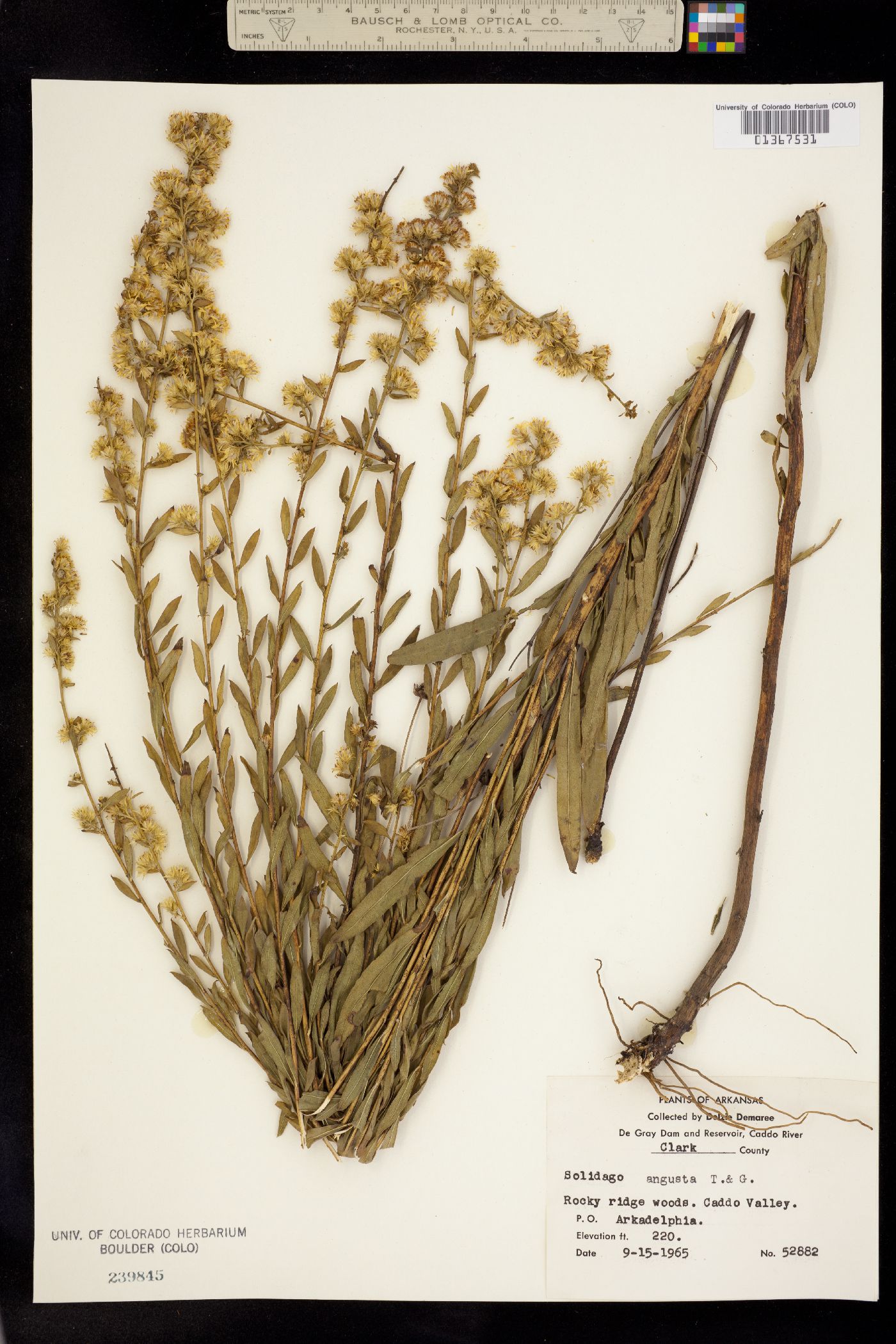 Solidago petiolaris image