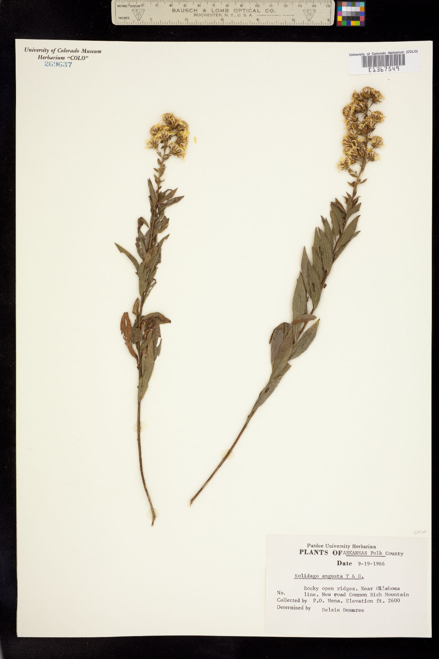 Solidago angusta image
