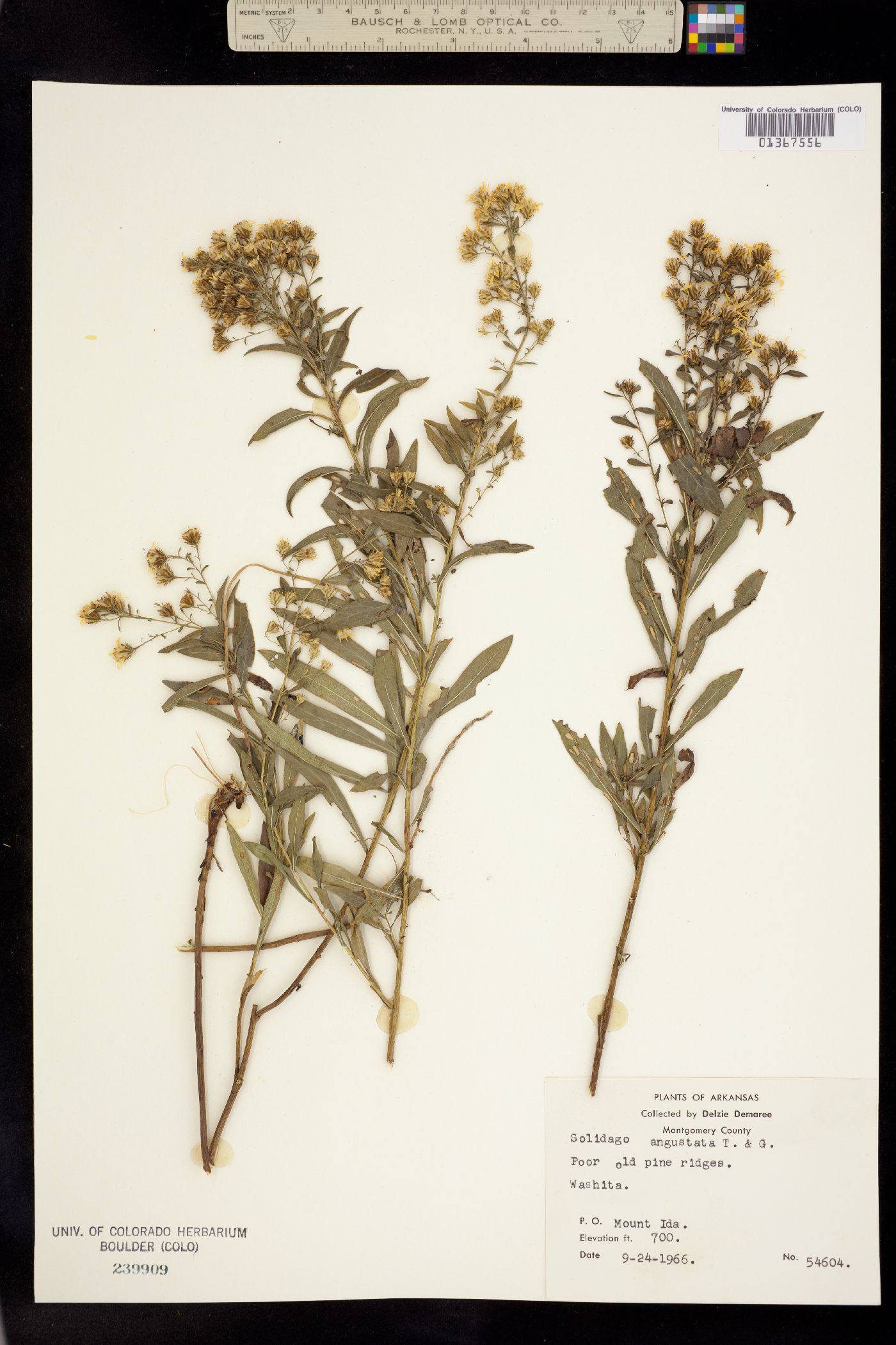 Solidago petiolaris image