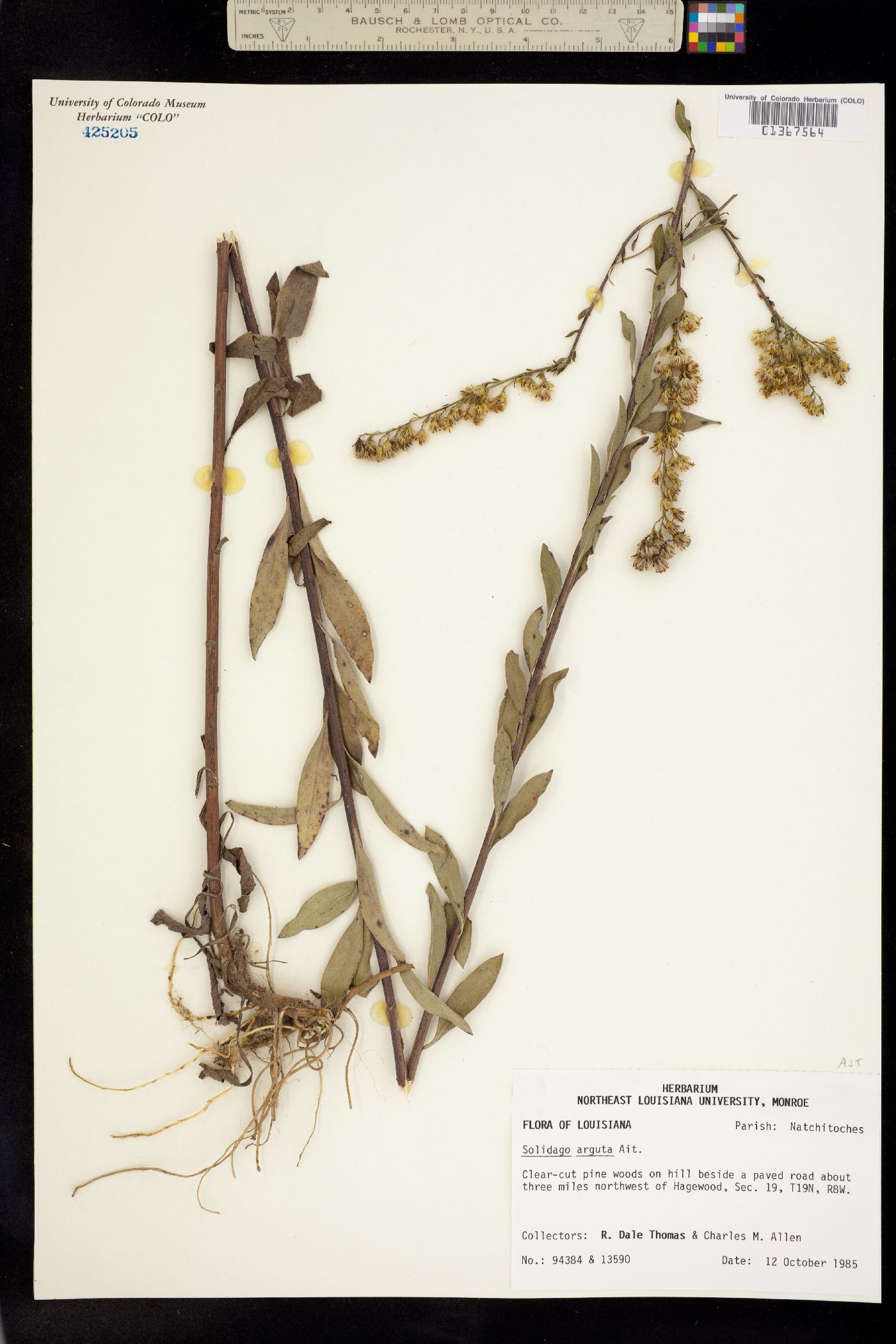Solidago arguta image