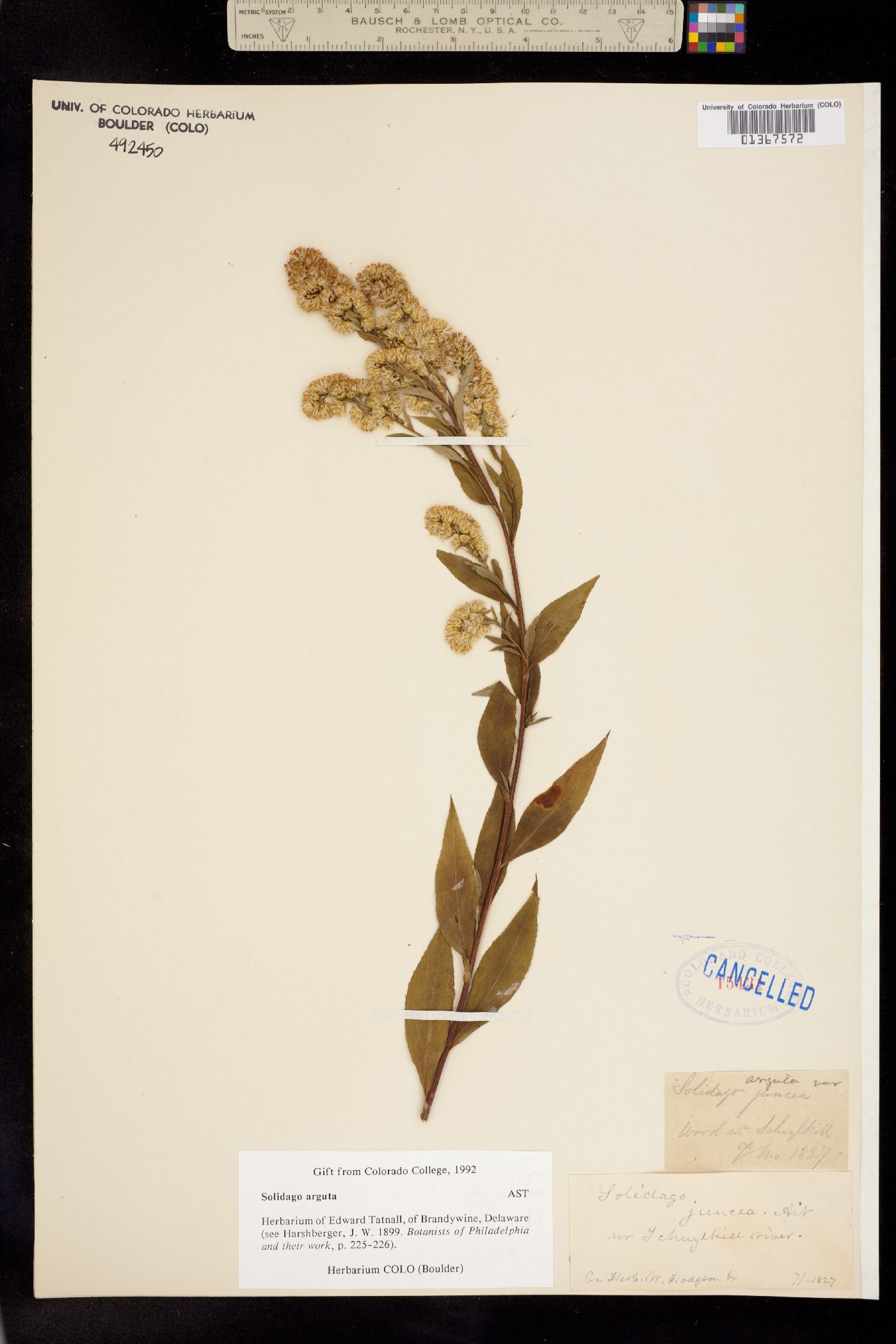 Solidago arguta image
