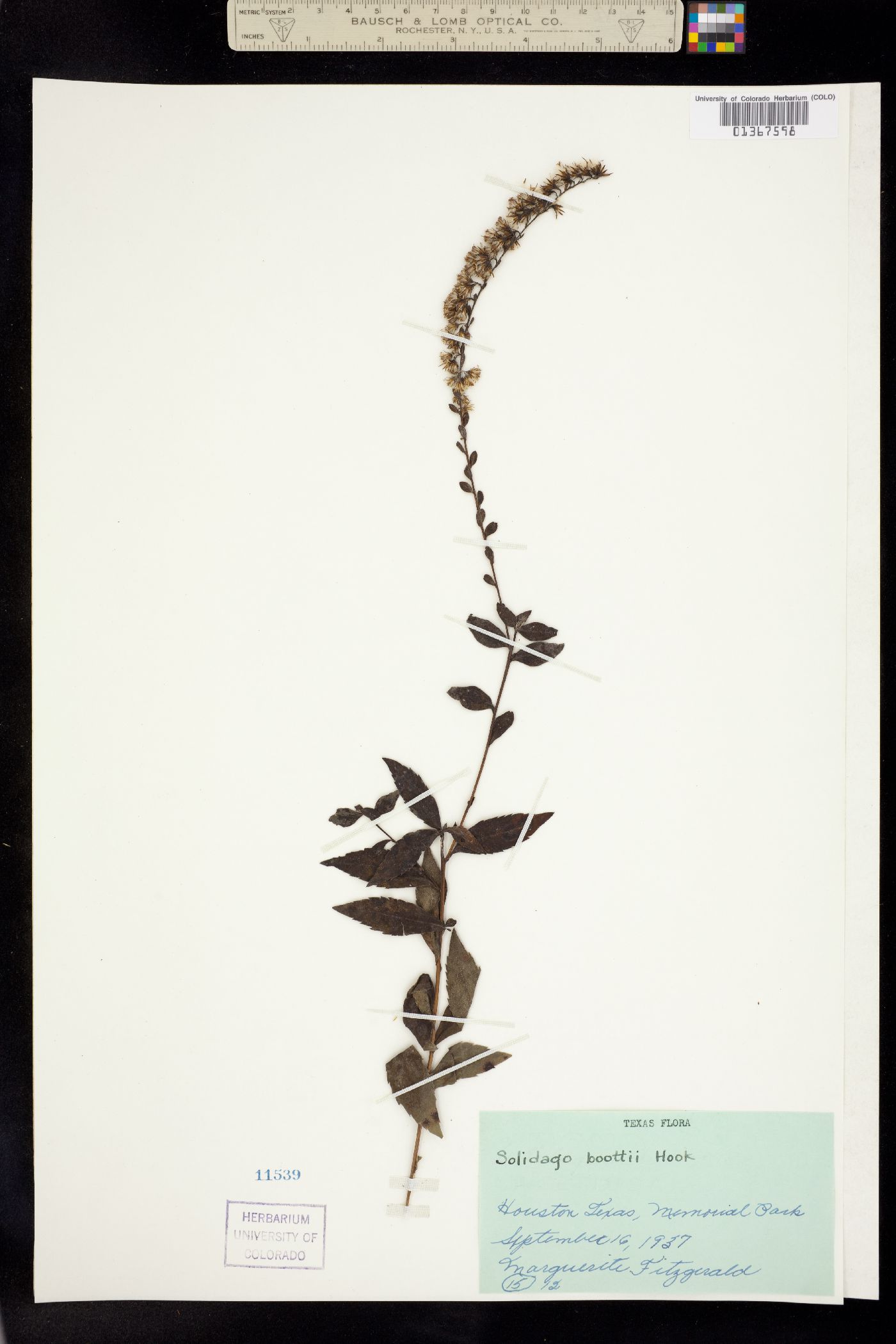 Solidago arguta image