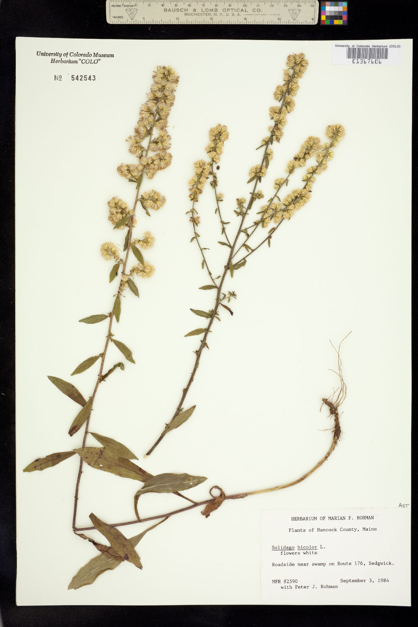 Solidago bicolor image