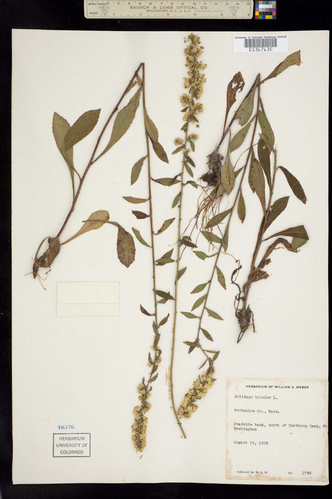 Solidago bicolor image