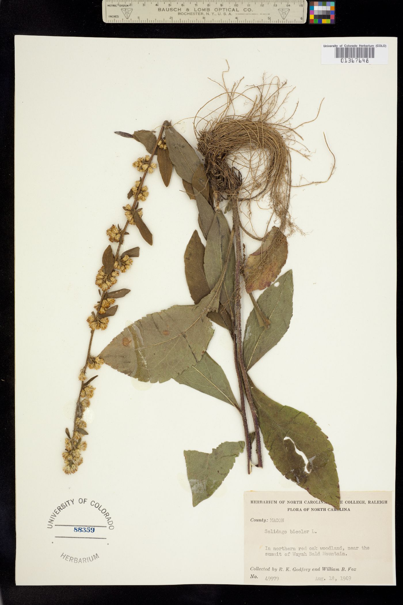 Solidago bicolor image