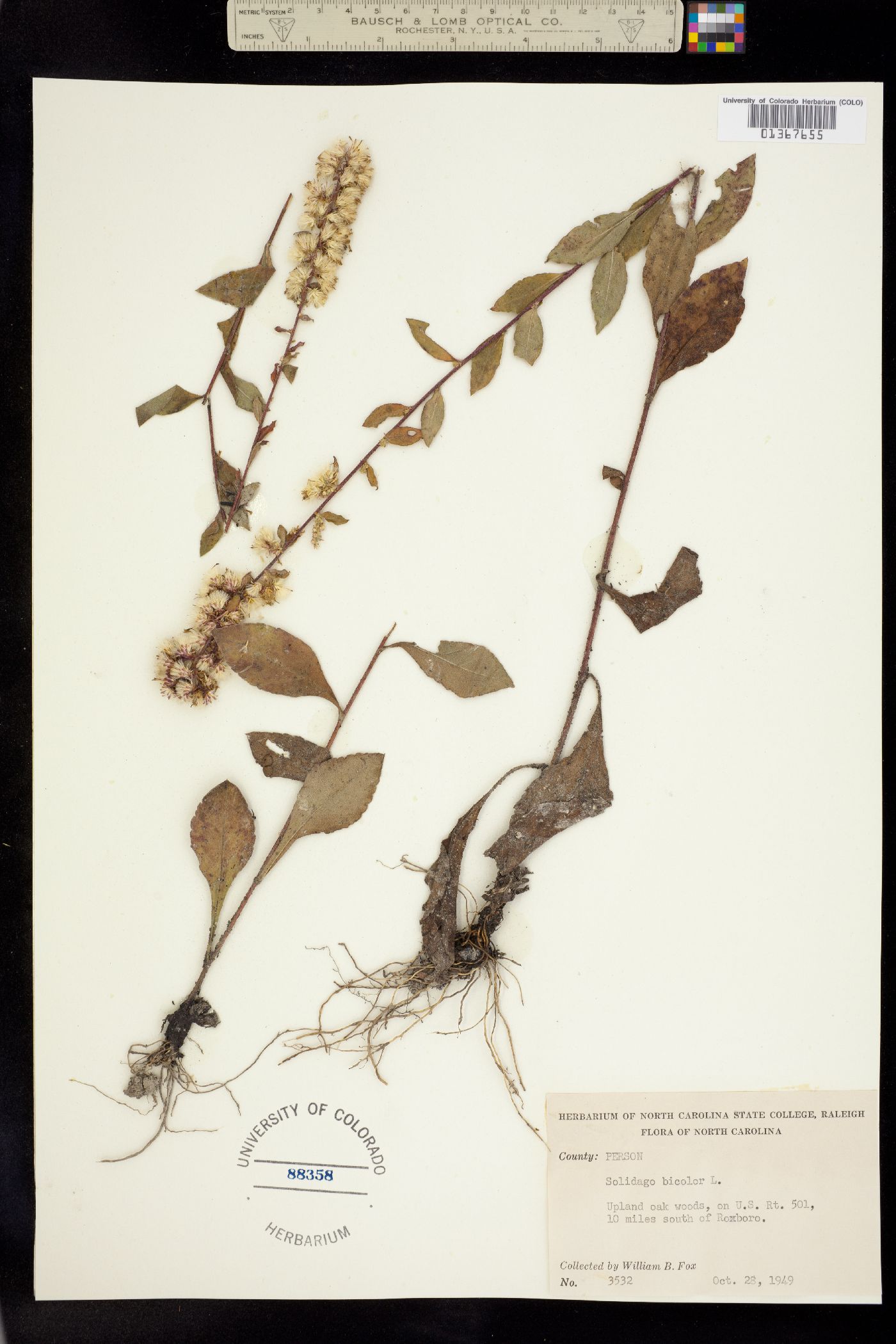 Solidago bicolor image