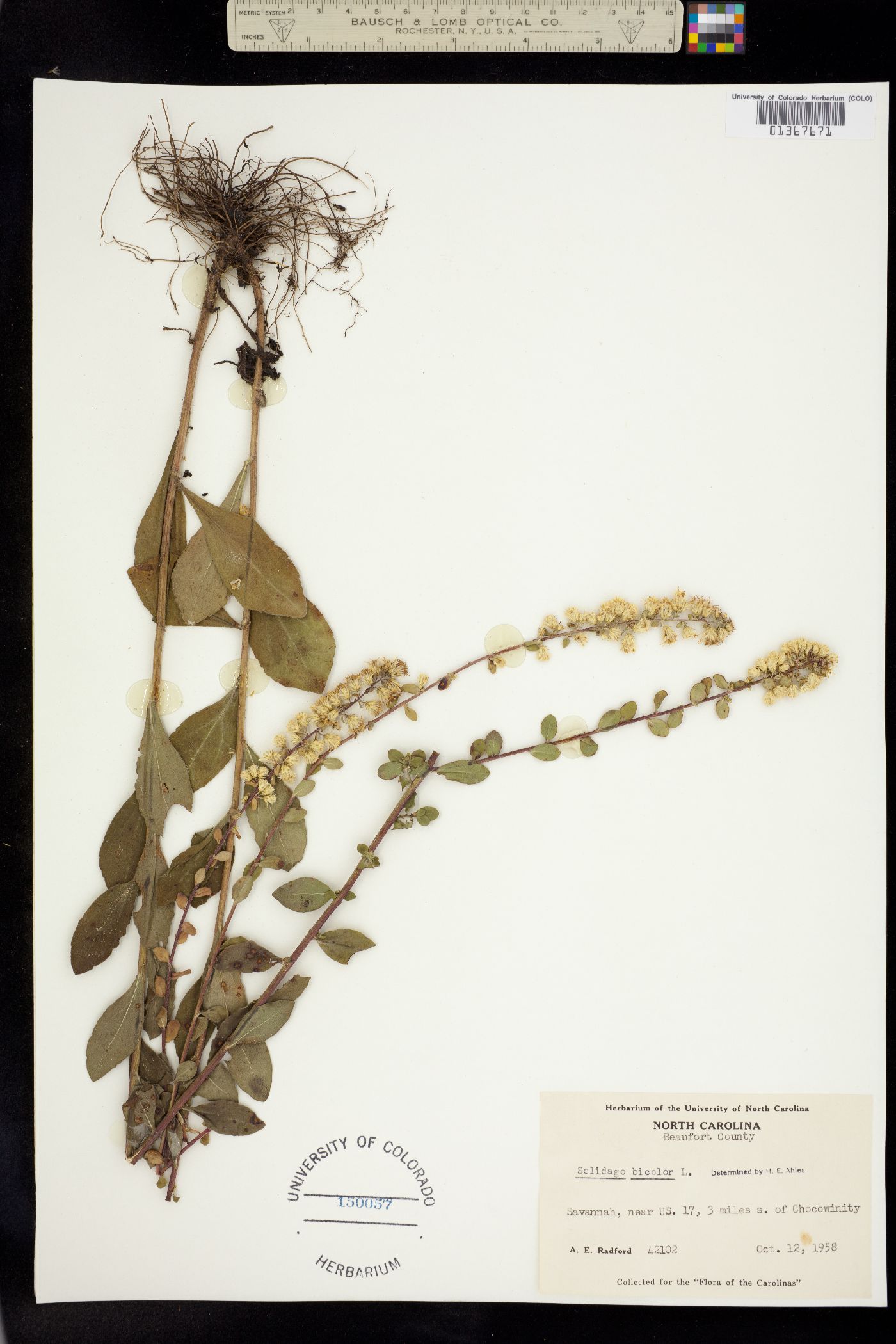 Solidago bicolor image